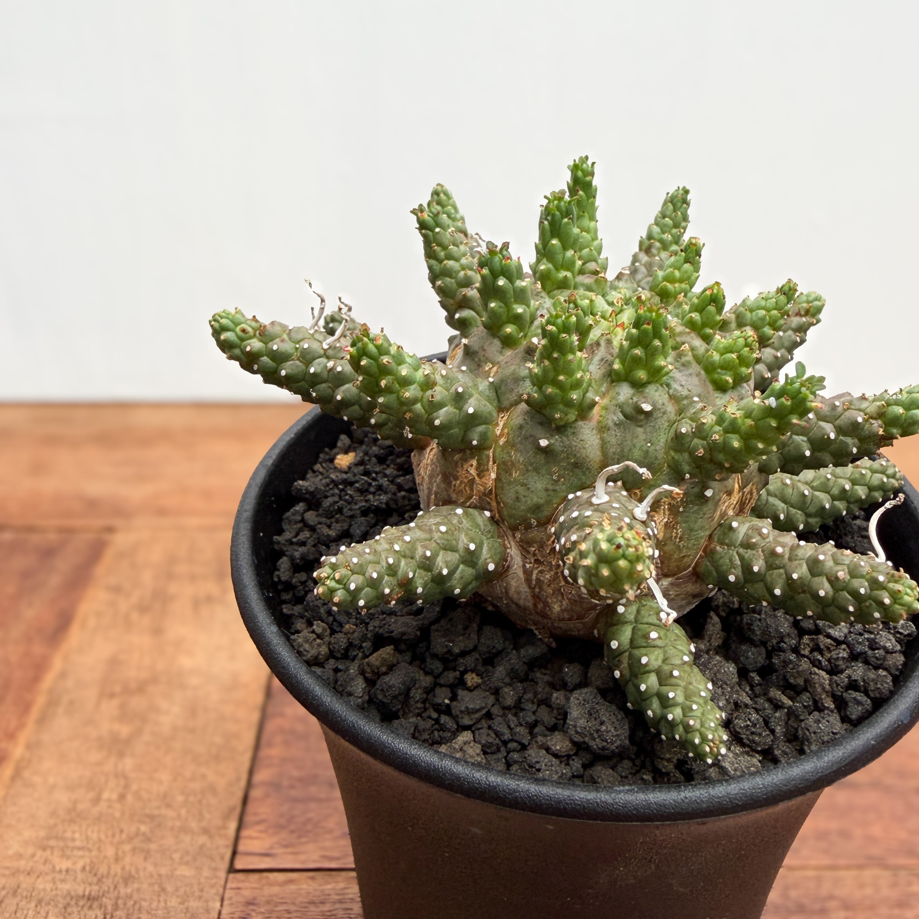ユーフォルビア ガムケンシス (3個) Euphorbia gamkensis 【ユーフォルビア・ガムケンシス】 | RIMO'S