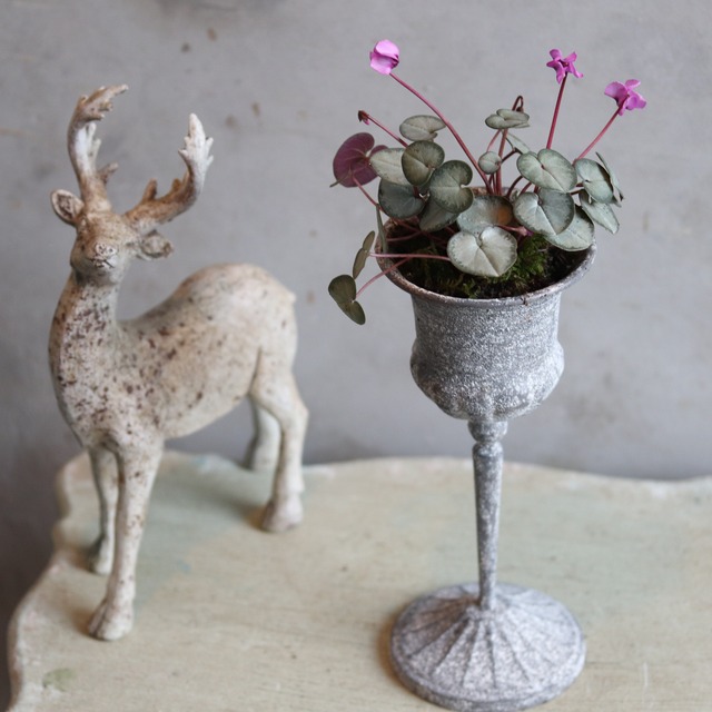 ajさまご注文専用＊シクラメンコウムカップ　届いてすぐ玄関に飾れる 　プレゼントにもオススメ　