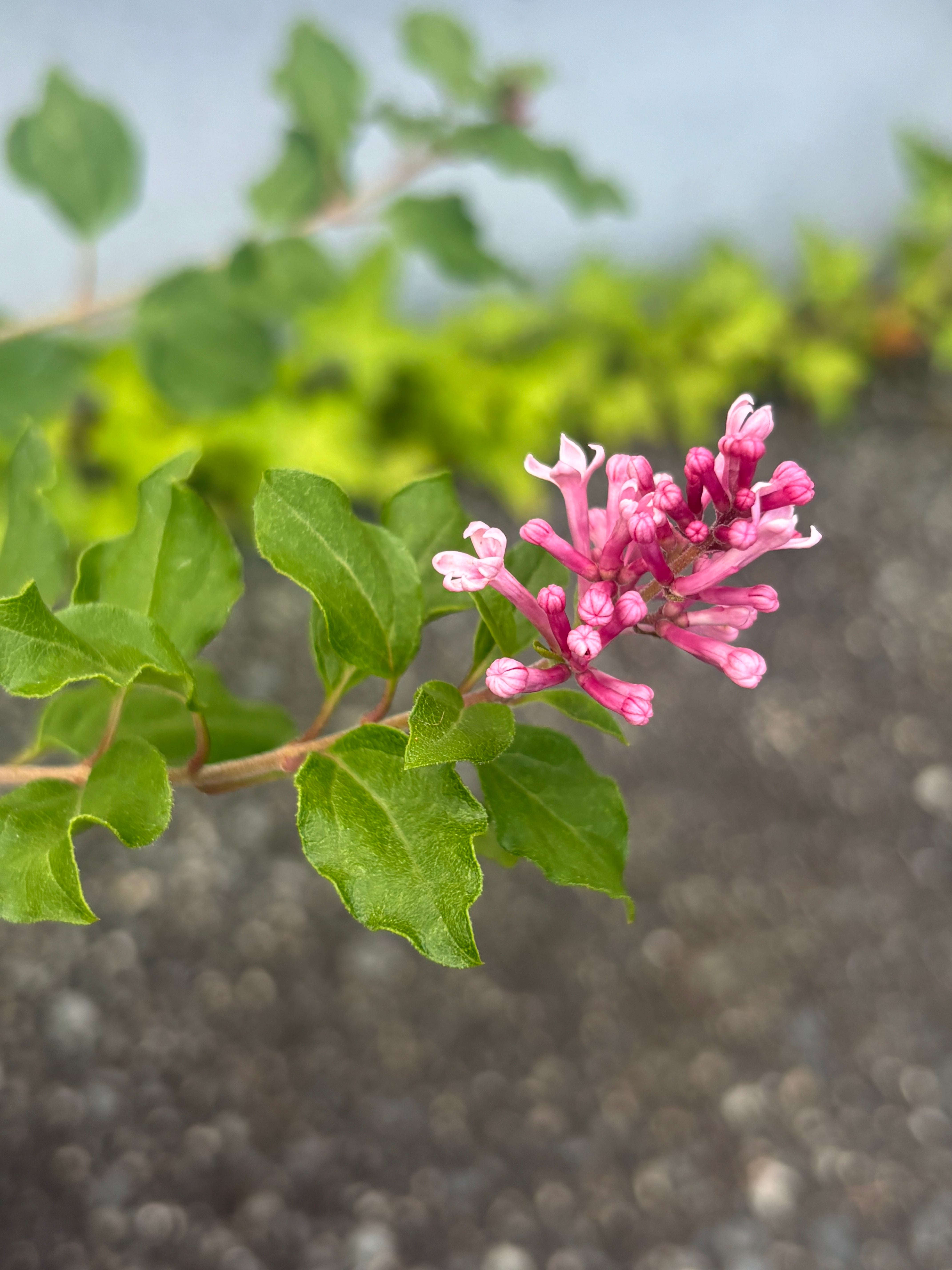 育てる楽しみ 稀少な姫ライラック ドワーフピンク 鉢花/園芸