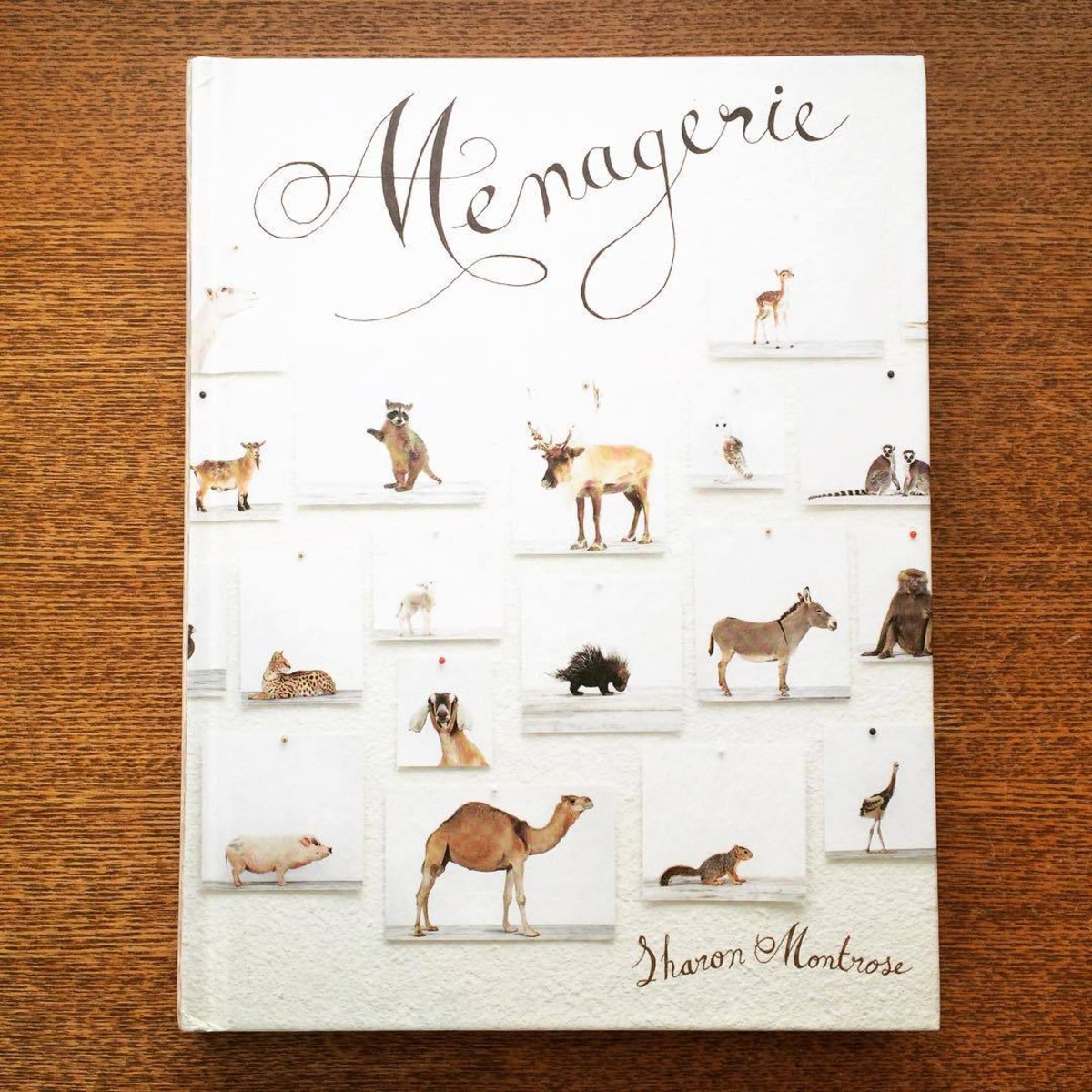 シャロン・モントローズ 動物写真集「Menagerie／Sharon Montrose 