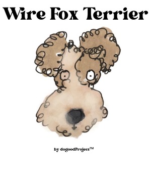 Wire Fox Terrier(ワイヤーフォックステリア)