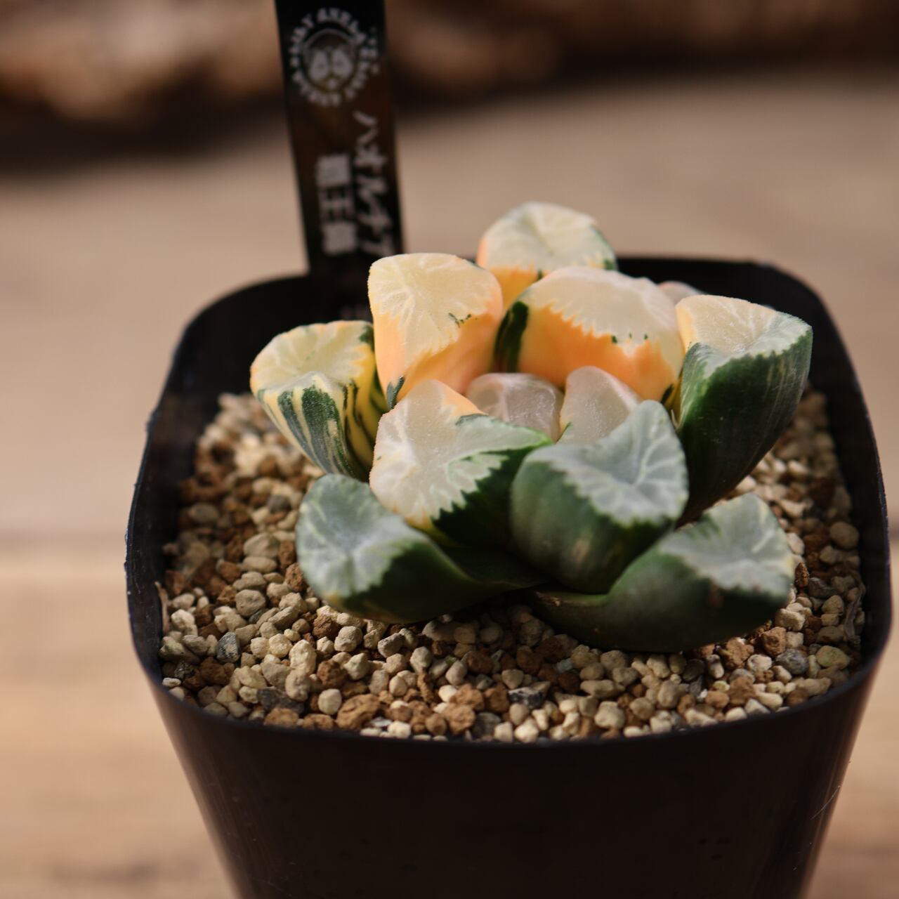 715『ハオルチア 覇王錦』観葉植物【送料無料】 | MARX PLANTS | 観葉