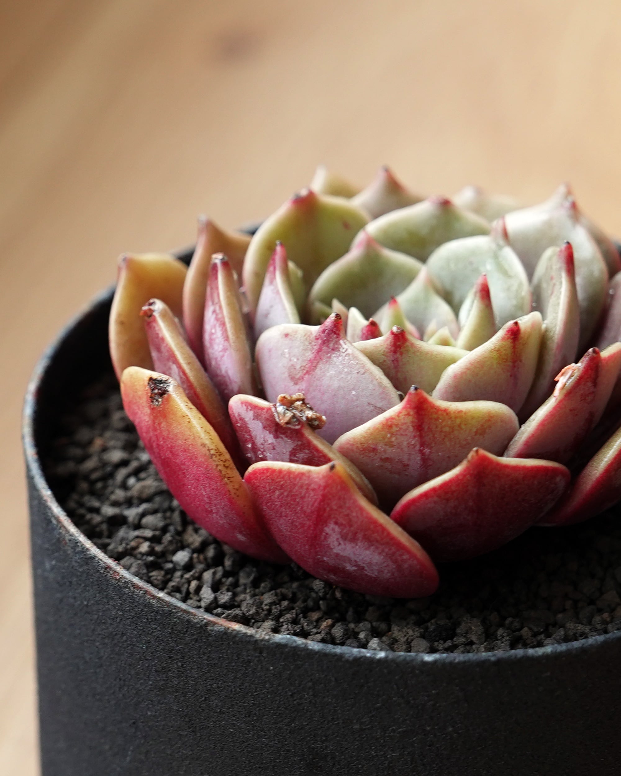 カット苗 紫姫 【単頭】 Echeveria 'Murasakihime' | PUKUBOOK SUCCULENTS