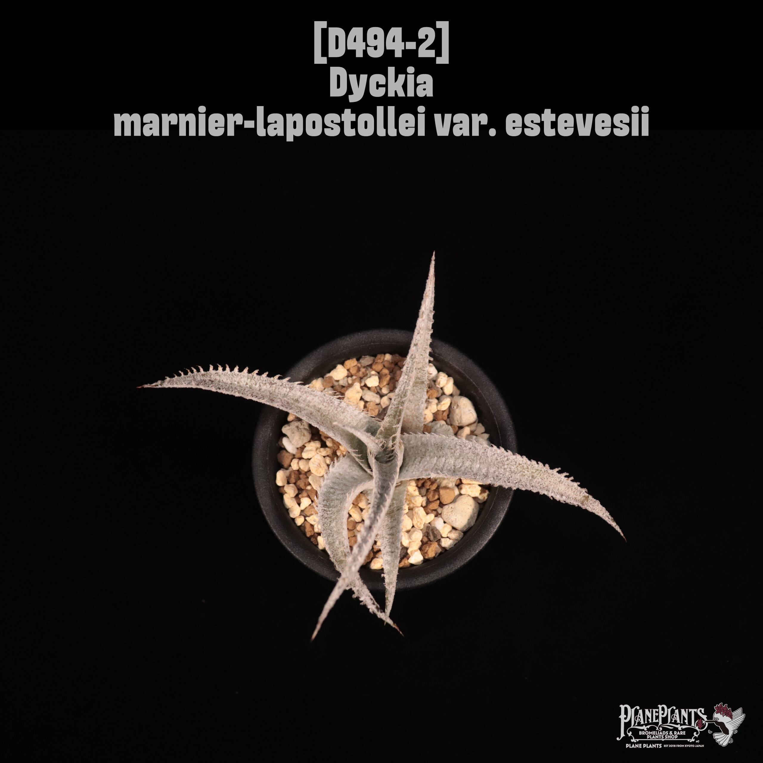 Dyckia marnier-lapostollei var. estevesii〔ディッキア〕D494-2