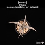 Dyckia marnier-lapostollei var. estevesii〔ディッキア〕D494-2