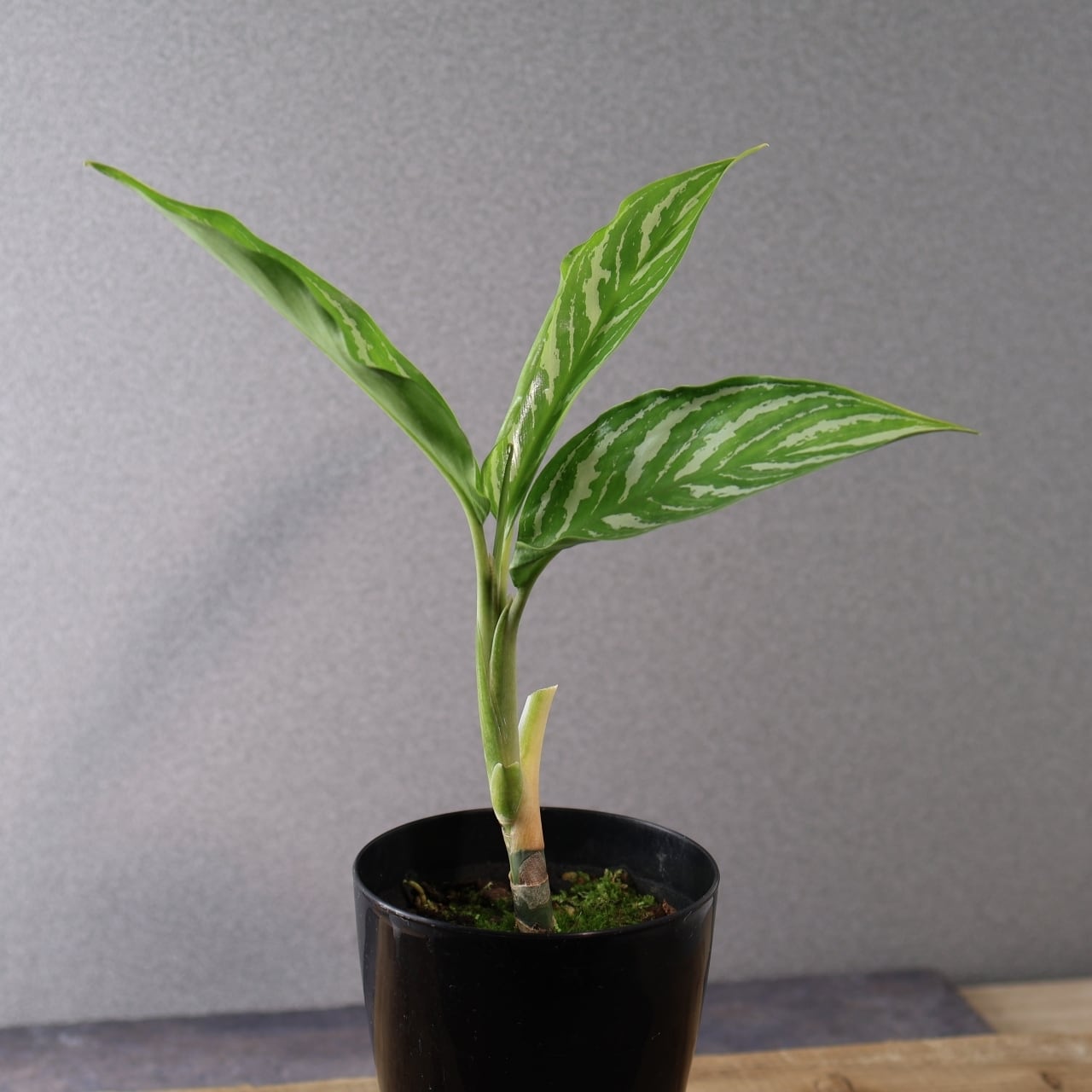 371 レオンが愛した『アグラオネマ カーティシー』観葉植物 【送料無料