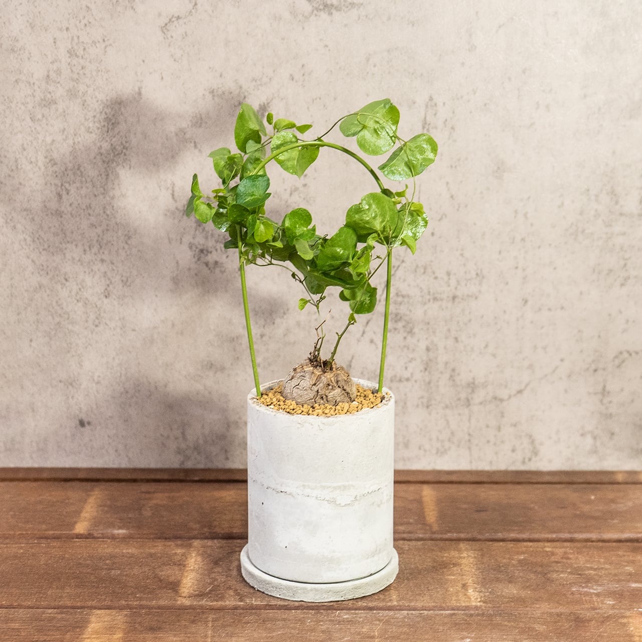 アフリカ亀甲竜｜成長とともに亀甲模様が浮き出る人気コーデックス／可愛い小さめ塊根【手作りモルタル鉢】