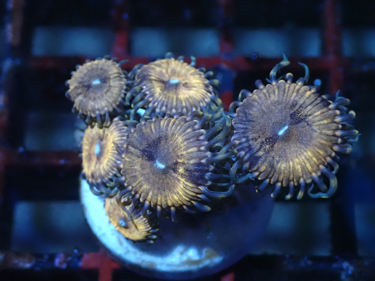 【アクバスパック】JakartaZoa 3