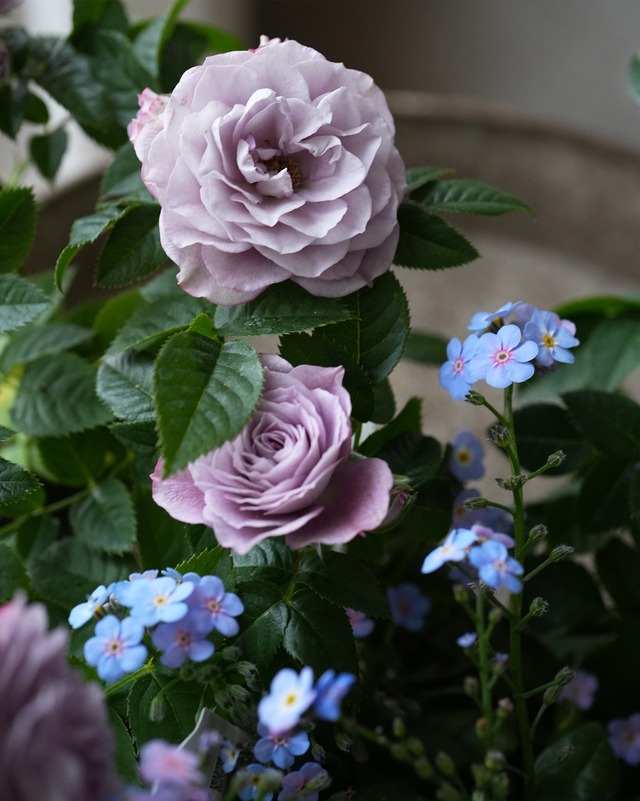 ミニバラ インプルーブドブルー ３号