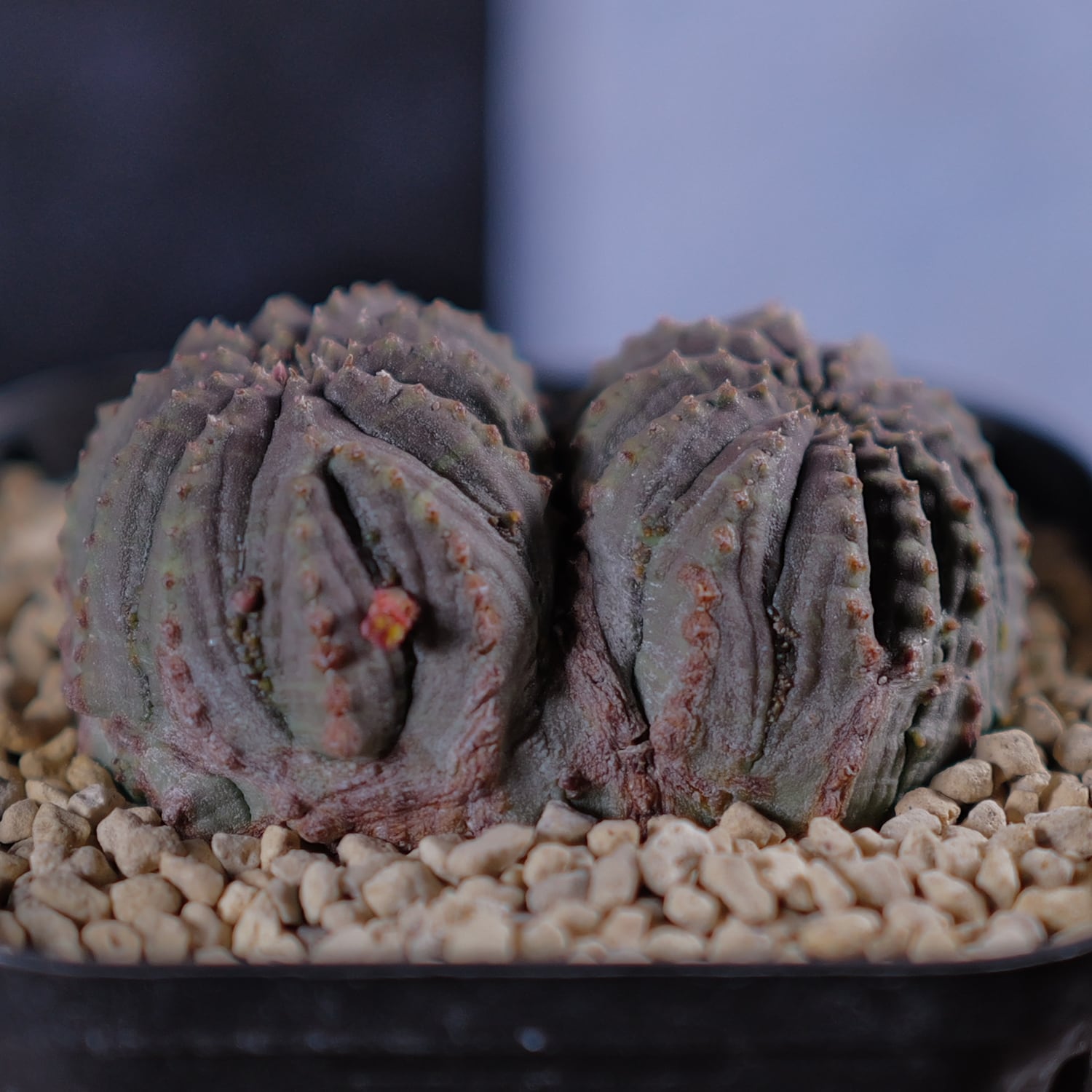 ダブルヘッド 扁平 オベサ / ユーフォルビア 木質化 | LIGHTHOUSE