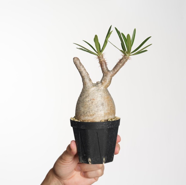 パキポディウム グラキリス no.27〈発根済み〉