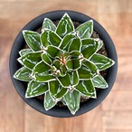 Agave victoriae-reginae 'Kizan'【アガベ・輝山】