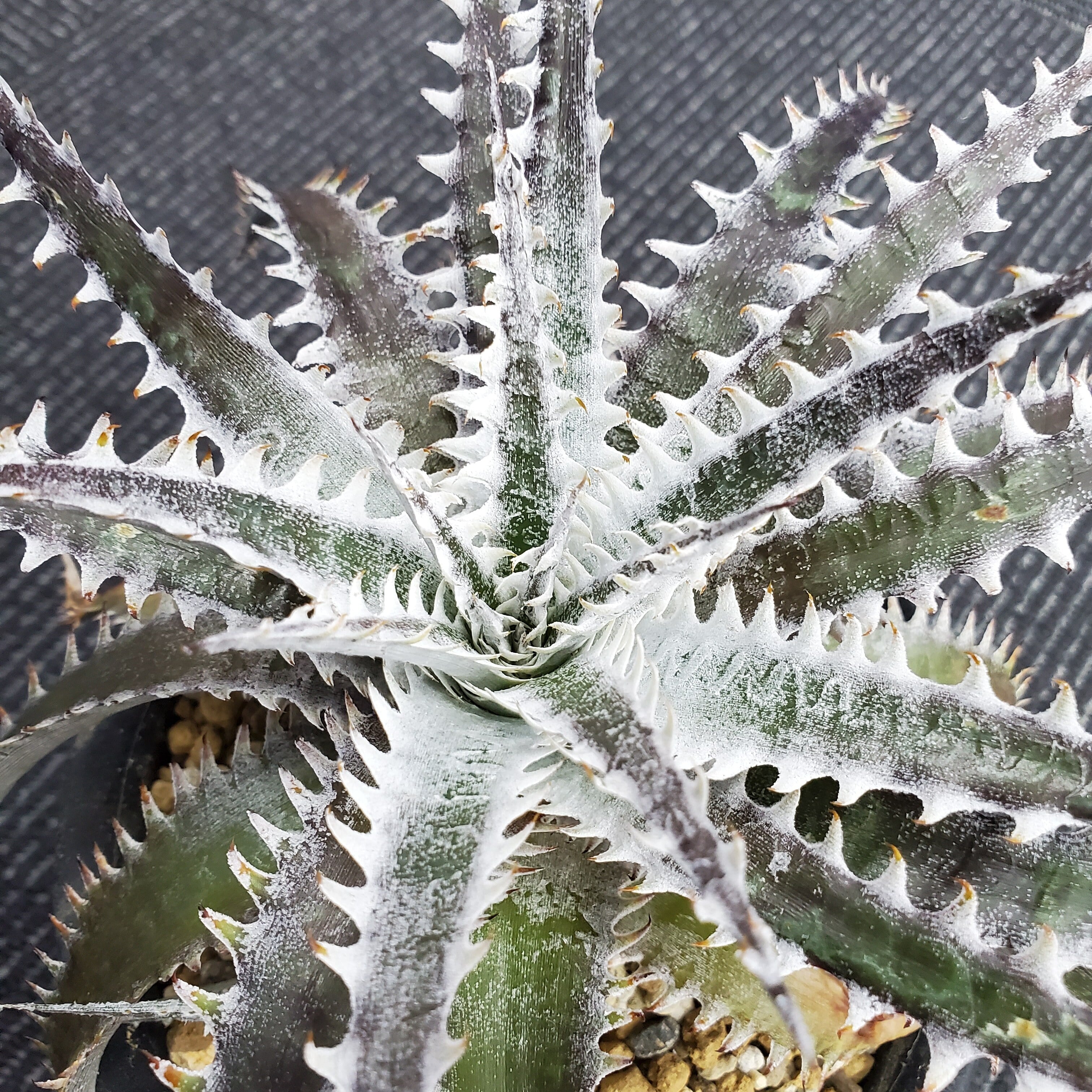 a0460_Dyckia 'Blizzard'：ディッキア・ブリザード（子株） | Plants