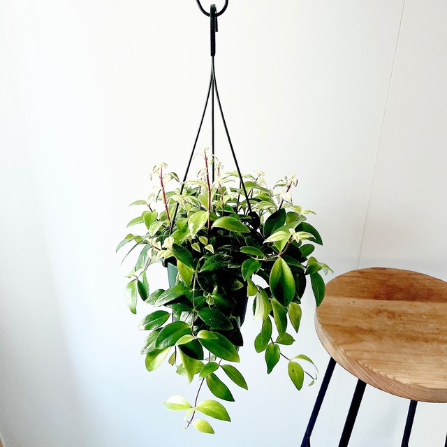 華やかなエスキナンサス ラディカンス 斑入り ハンギング 観葉植物 calm cafe