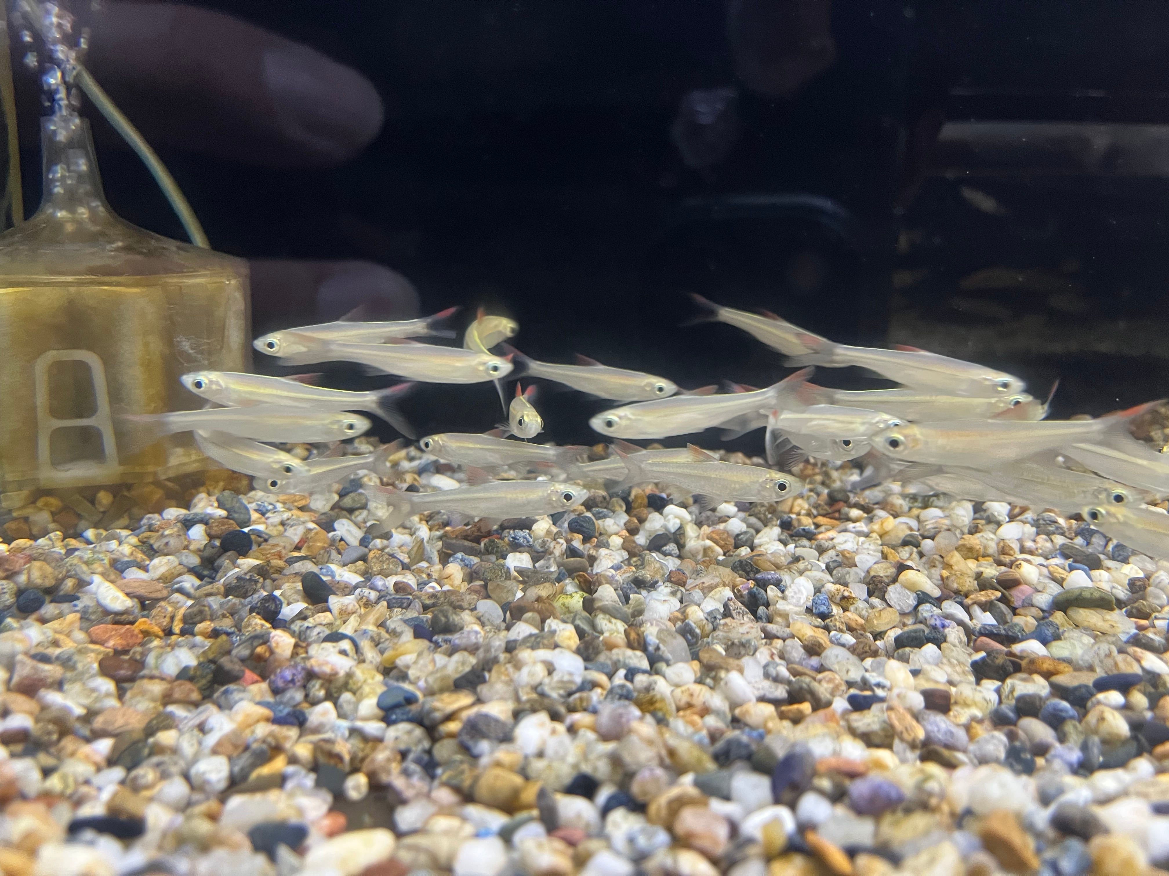 1匹】インドネシア直輸入便WILDラスボラレオフィラ6-7cm | アクア
