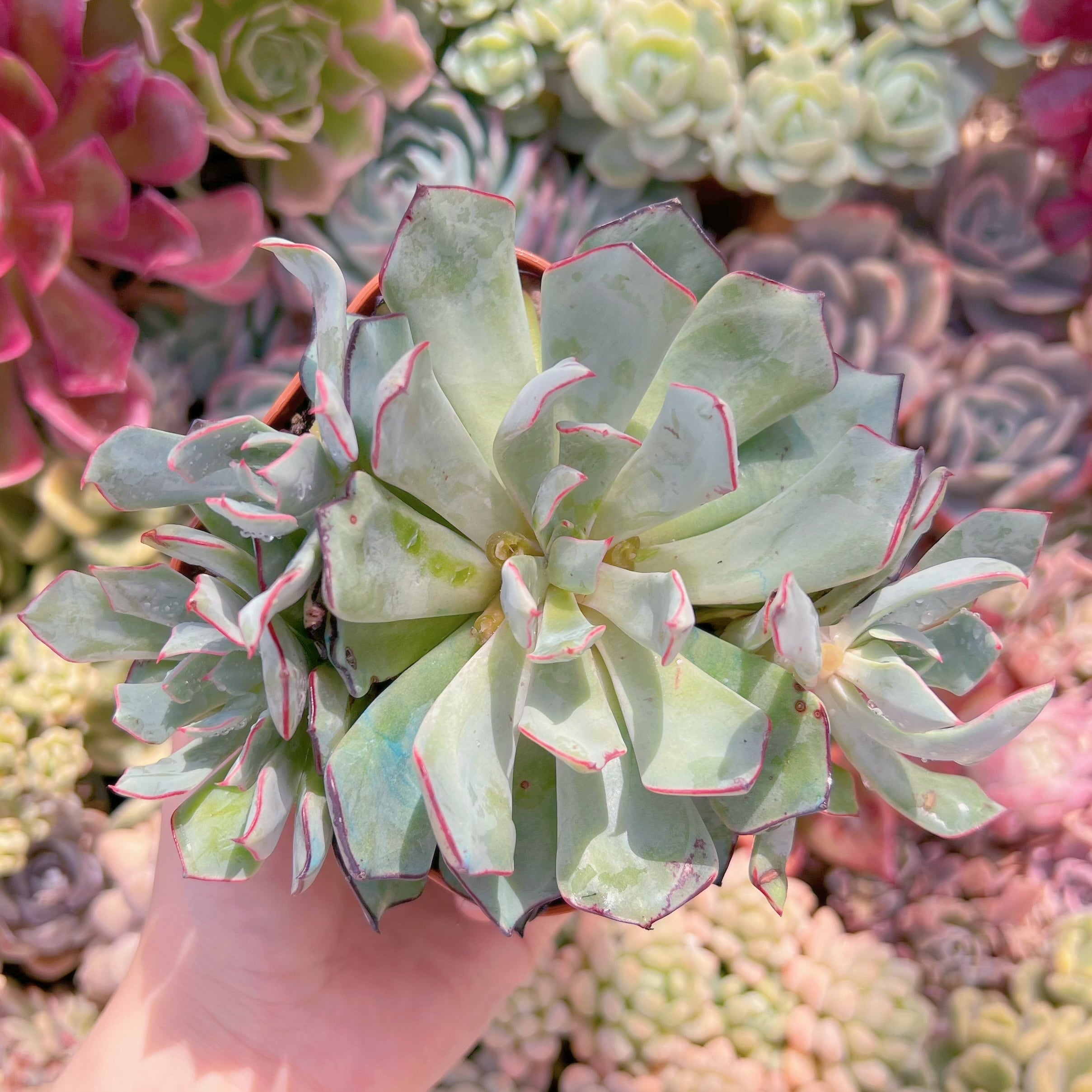 現品　ストリクチフローラ#578　大苗　るる農園