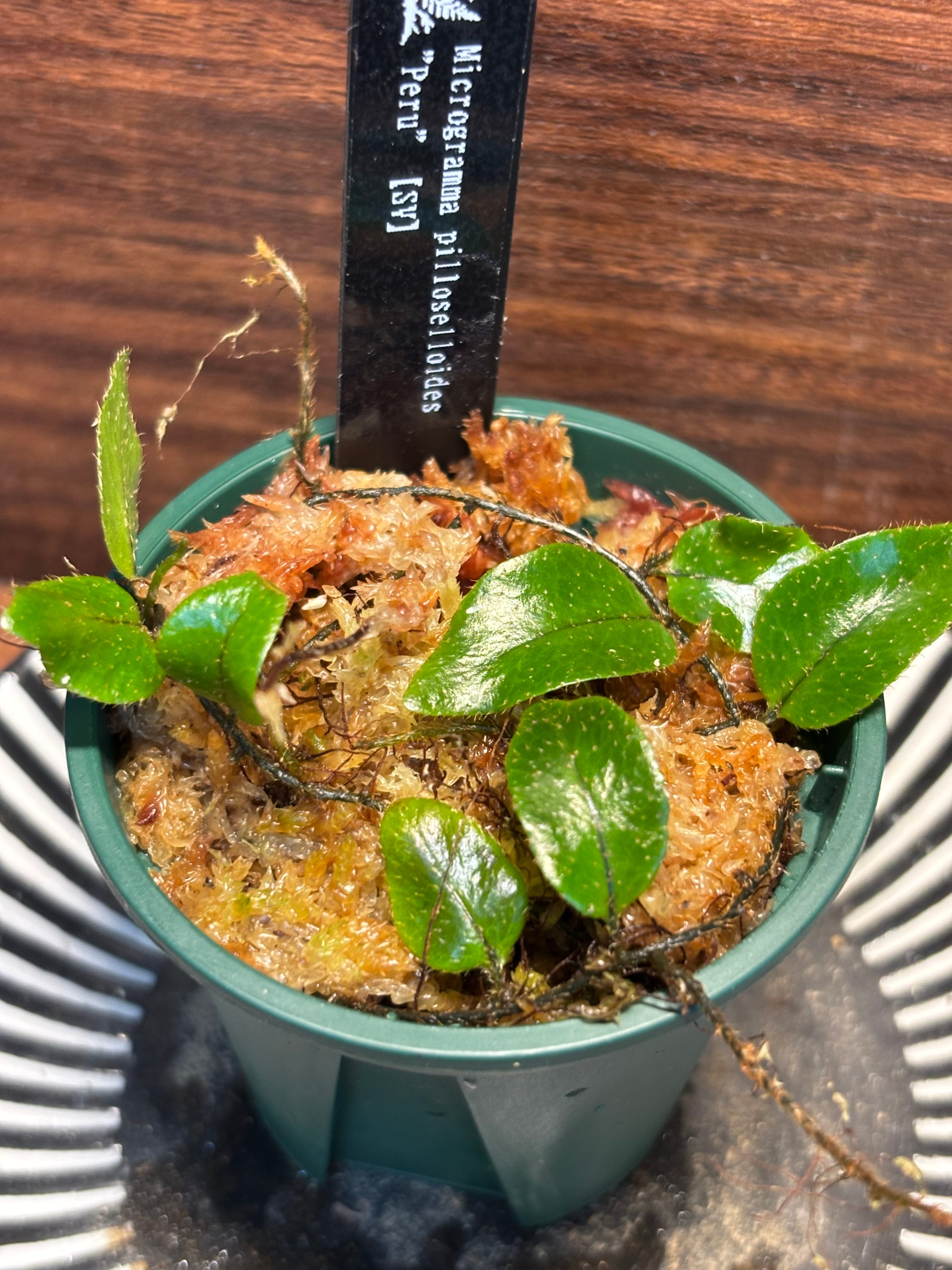 SCALE_VIVARIUM | 蝉ノナキガラ
