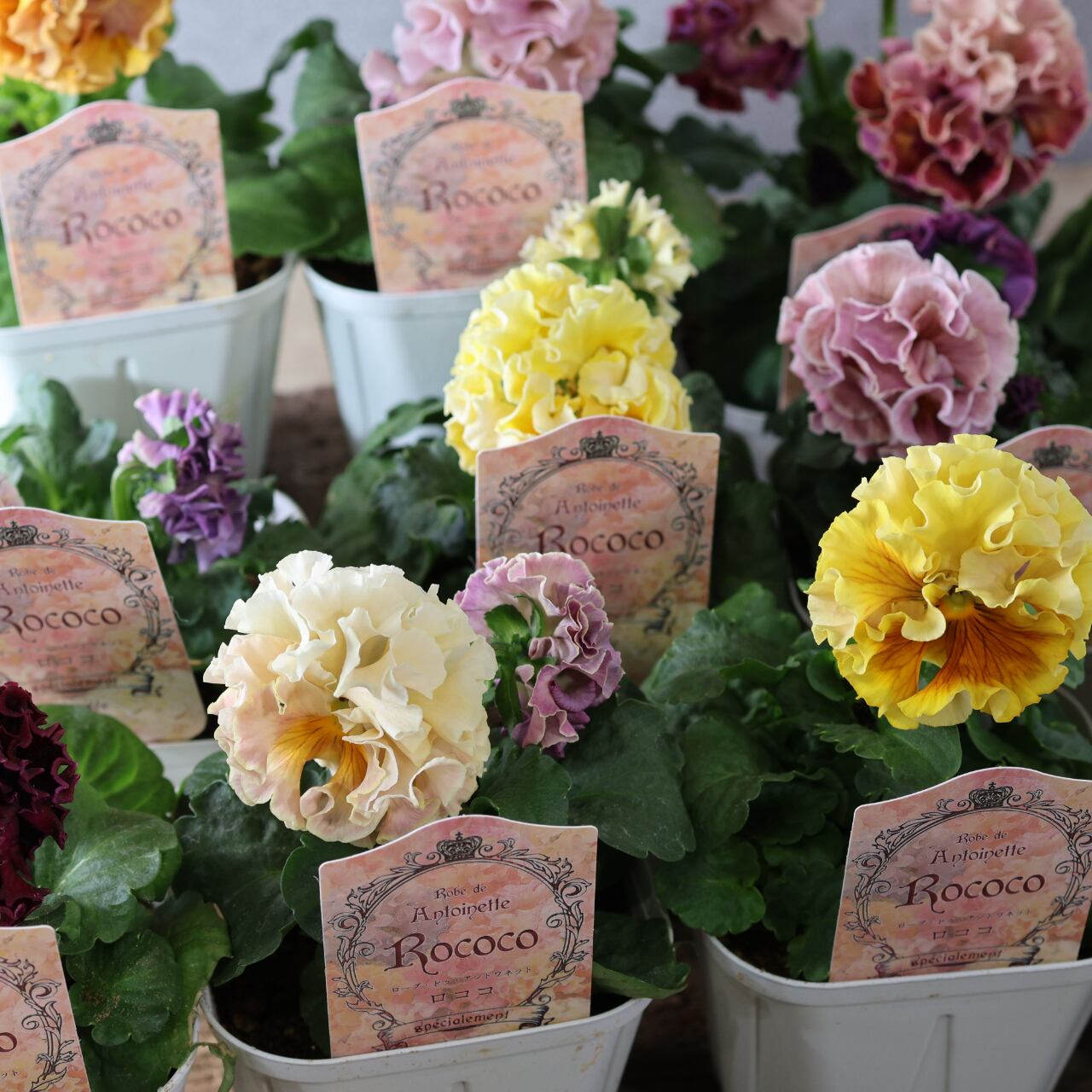 479 超希少！サトウ園芸さんの『ローブ ドゥ アントワネット 