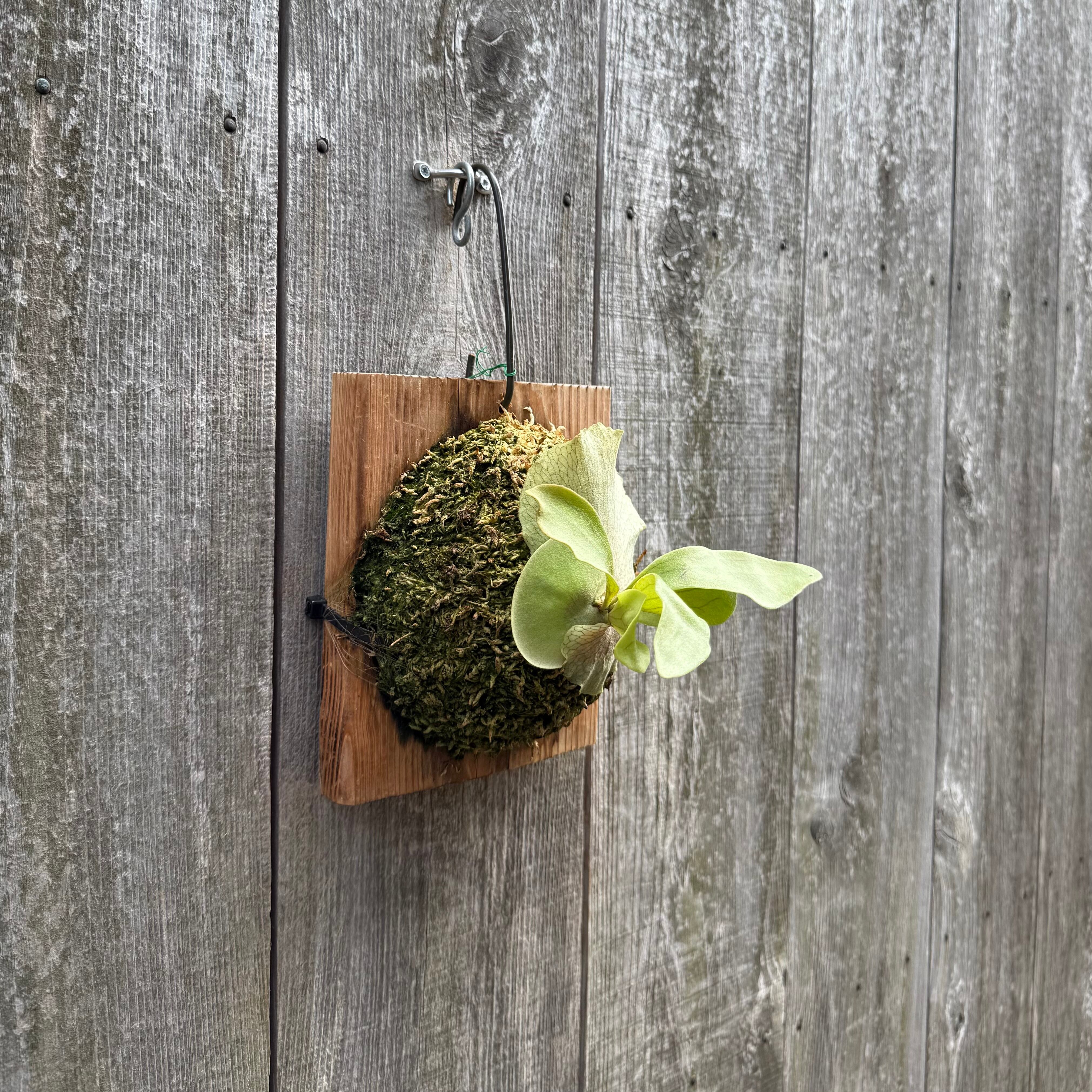 P.hillii Kylin (from Yot) | naturefix
