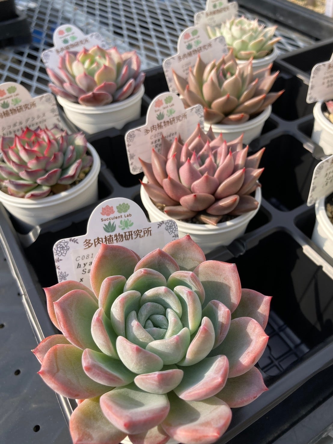 福袋】エケベリア交配・原種アソート 2号8入り【福箱】 | 多肉植物研究所