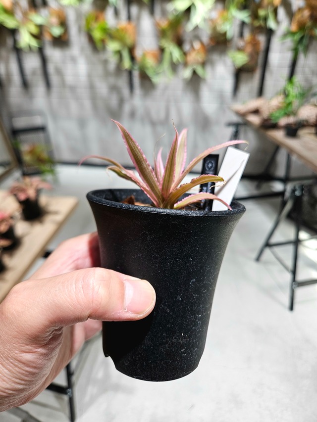 Cryptanthus Marian Oppenheimer Pink Star Light 【artPLANTs/PLANTS GARAGE】 クリプタンサス/ブロメリア