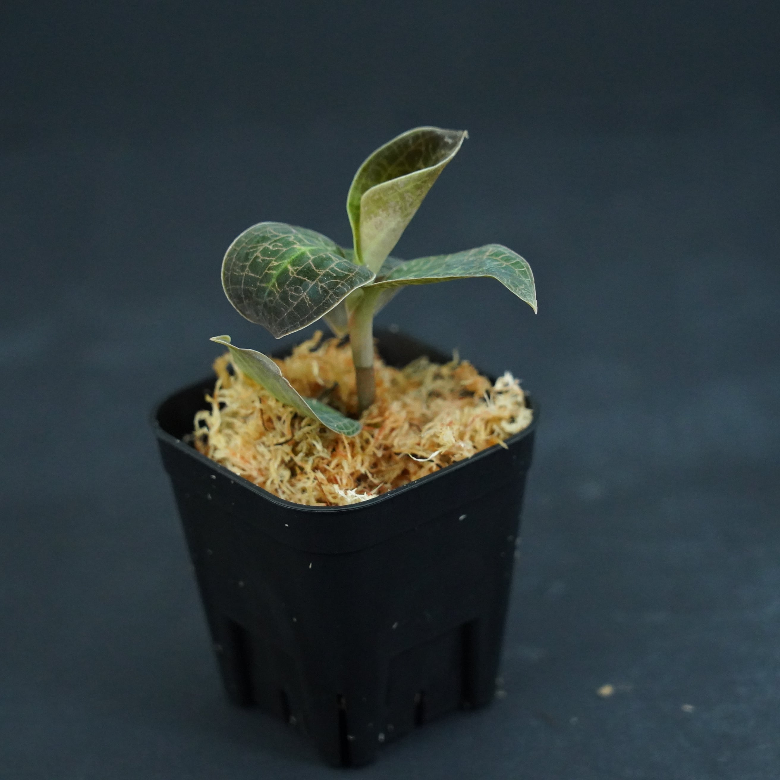 希少 ドッシニア　マルモラータ　ダイィ　ジュエルオーキッド　中苗 希少 ドッシニア マルモラータ ダイィ ジュエルオーキッド 中苗