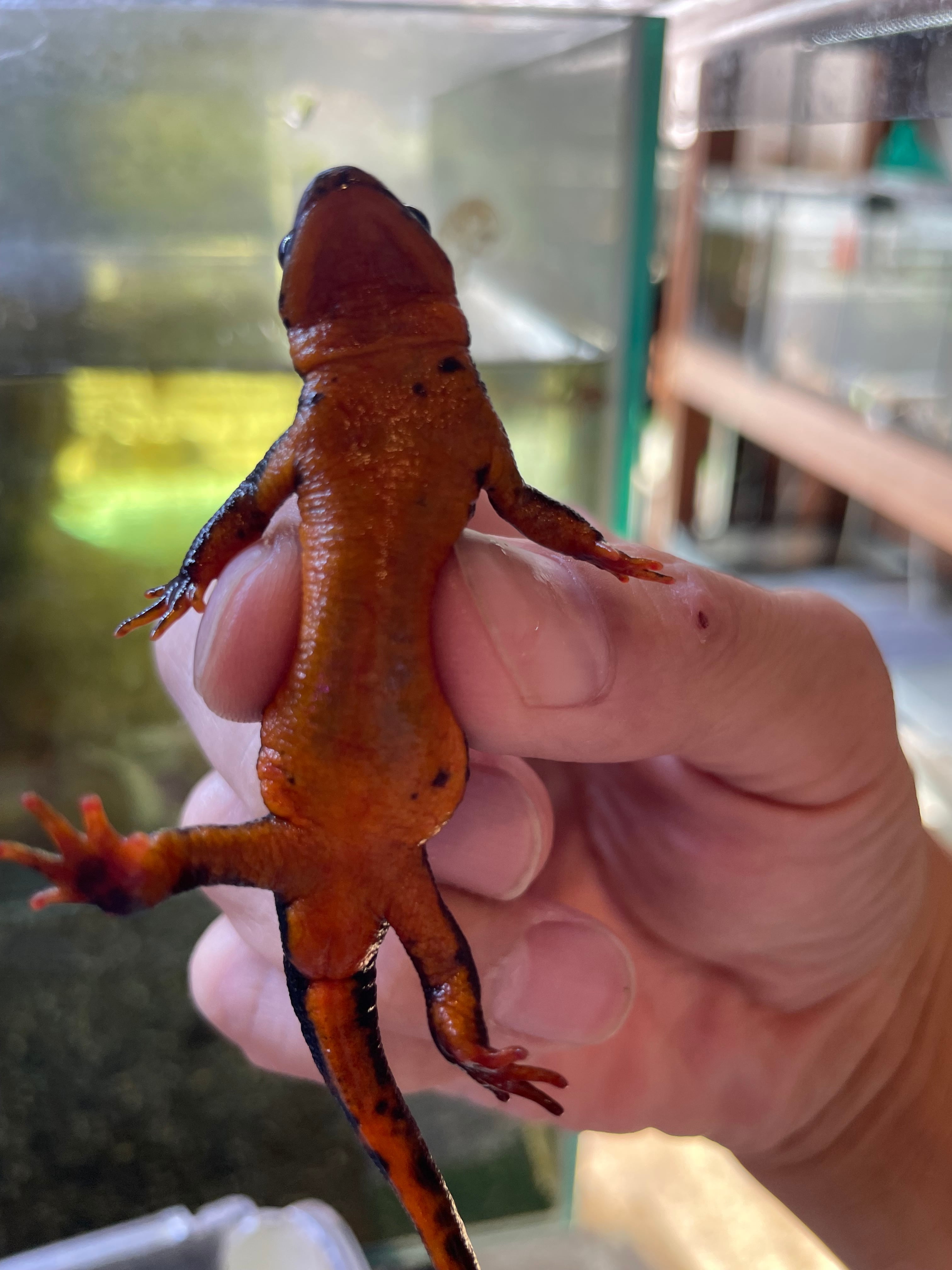 沖縄シリケンイモリ　ペア、金魚入荷 沖縄シリケンイモリ ペア、金魚入荷