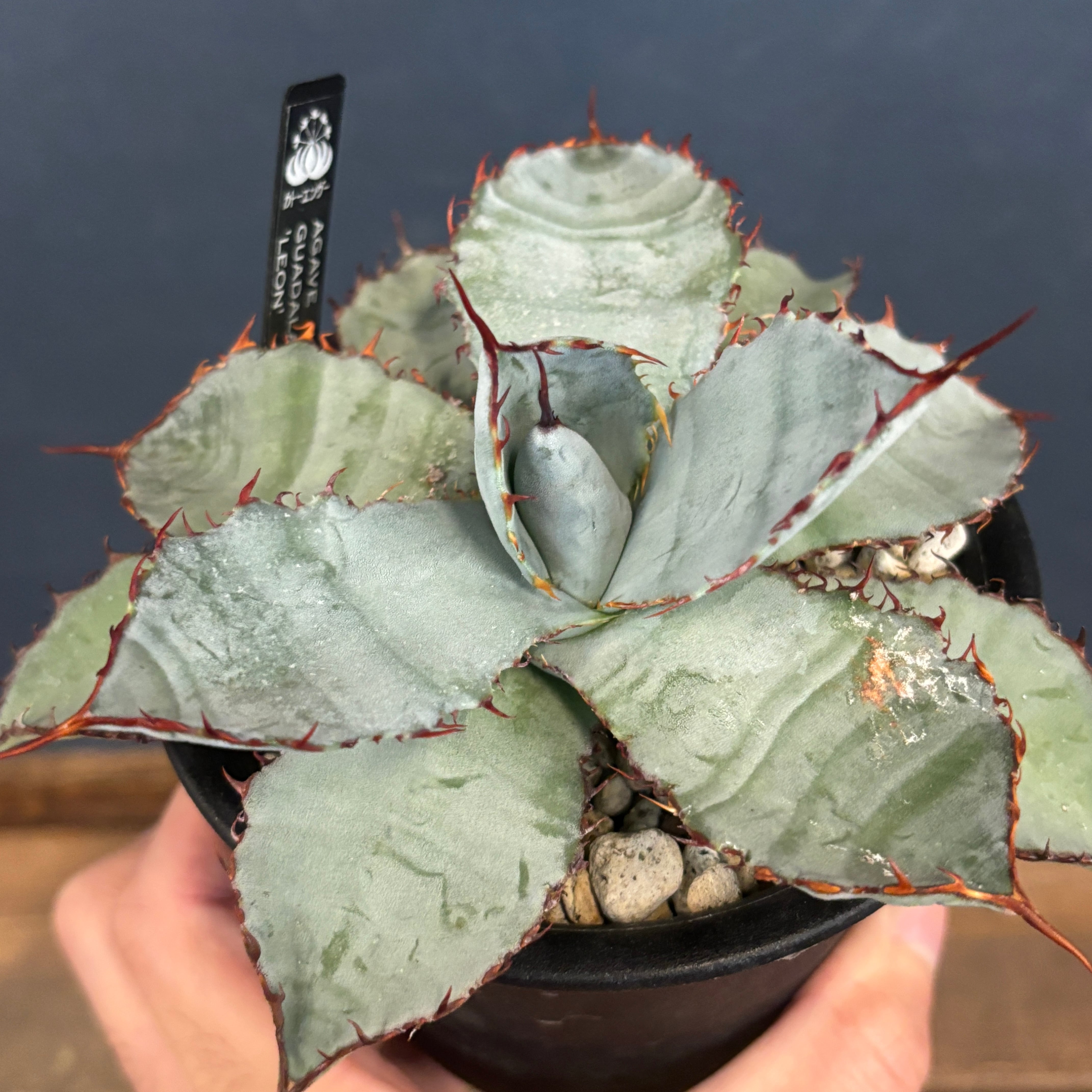 アガベ グアダラハラナ レオン【505】 | PROTOLEAF プロトリーフ