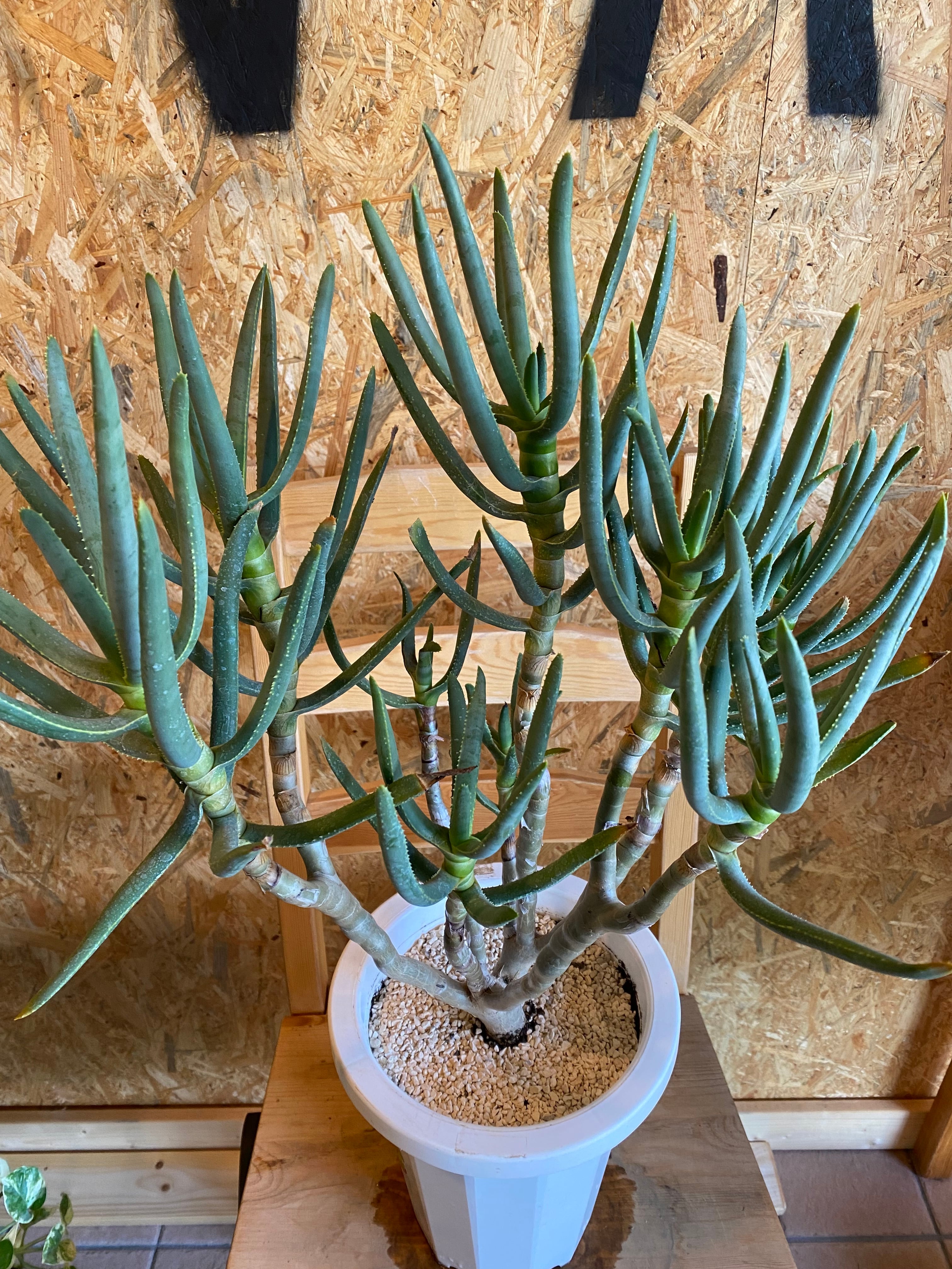 現品 アロエ ラモシシマ 1番 根上がり 幹上がり 多肉植物 レア 観葉