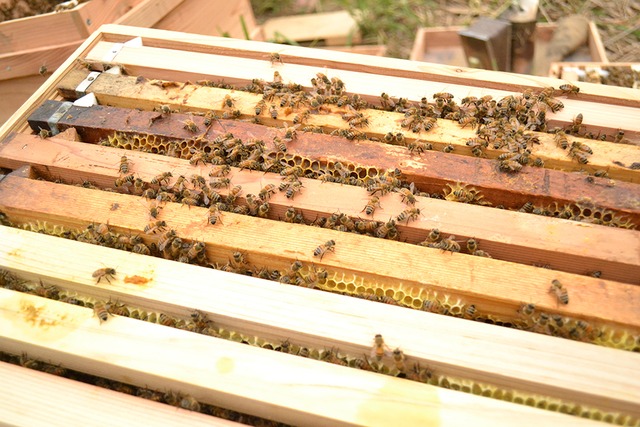 春の種蜂　５枚：有王群　（税込・送料込）
