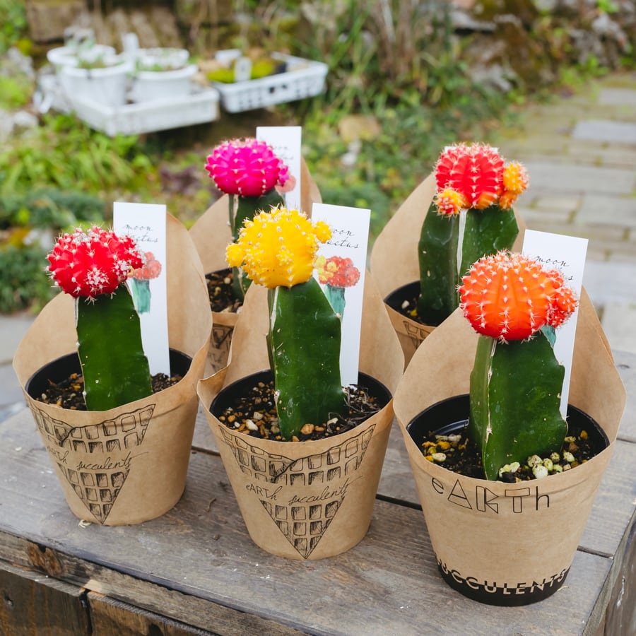 テラコッタ鉢 ウィッチフォード 植木鉢 鉢 テラコッタ Whichford