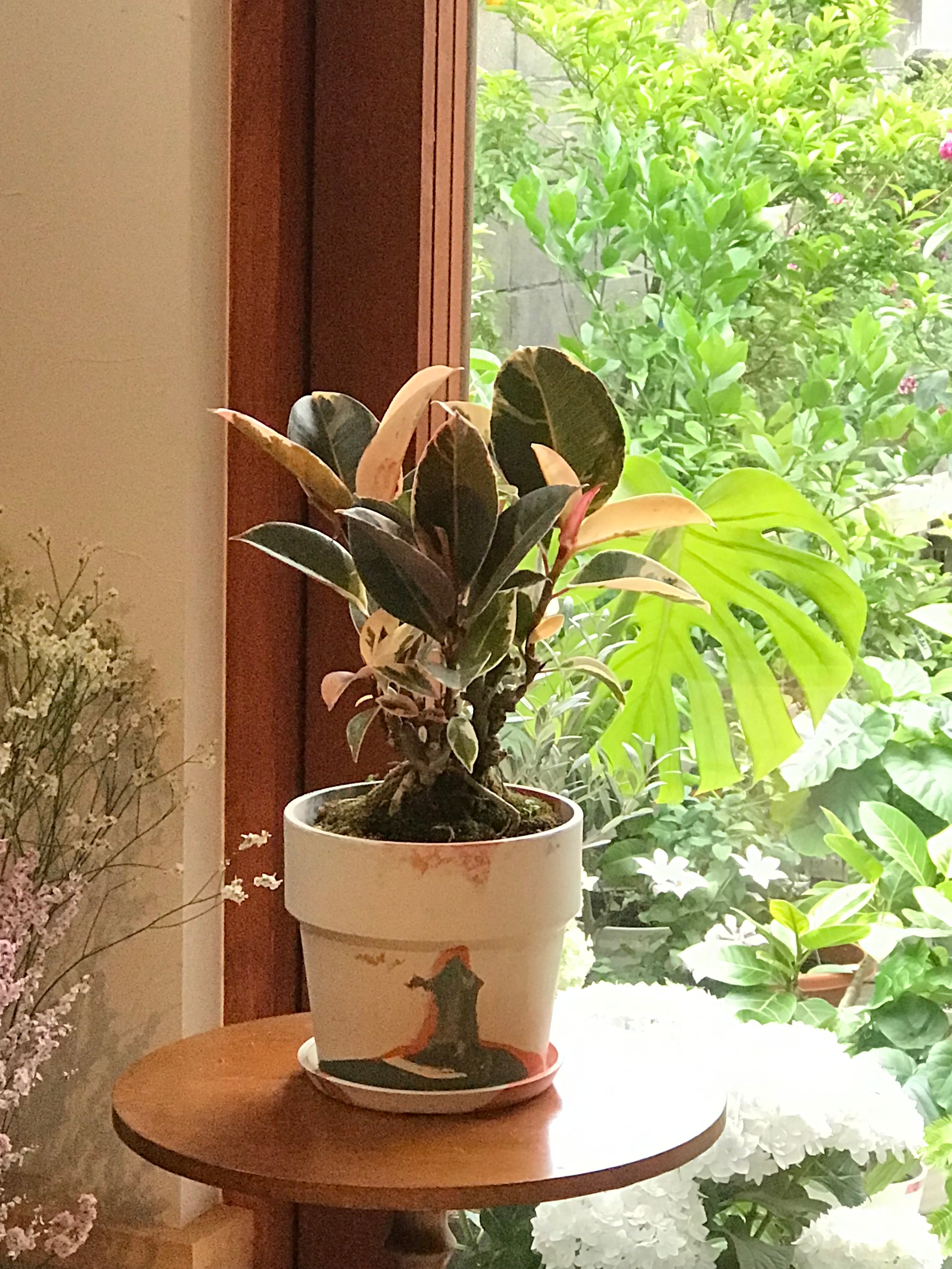 soilboy】グレー 円筒形プランター 受け皿付 スタンダード仕立て月桂樹