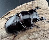 【赤目】《赤レギウスオオツヤクワガタ 61mm ペア》