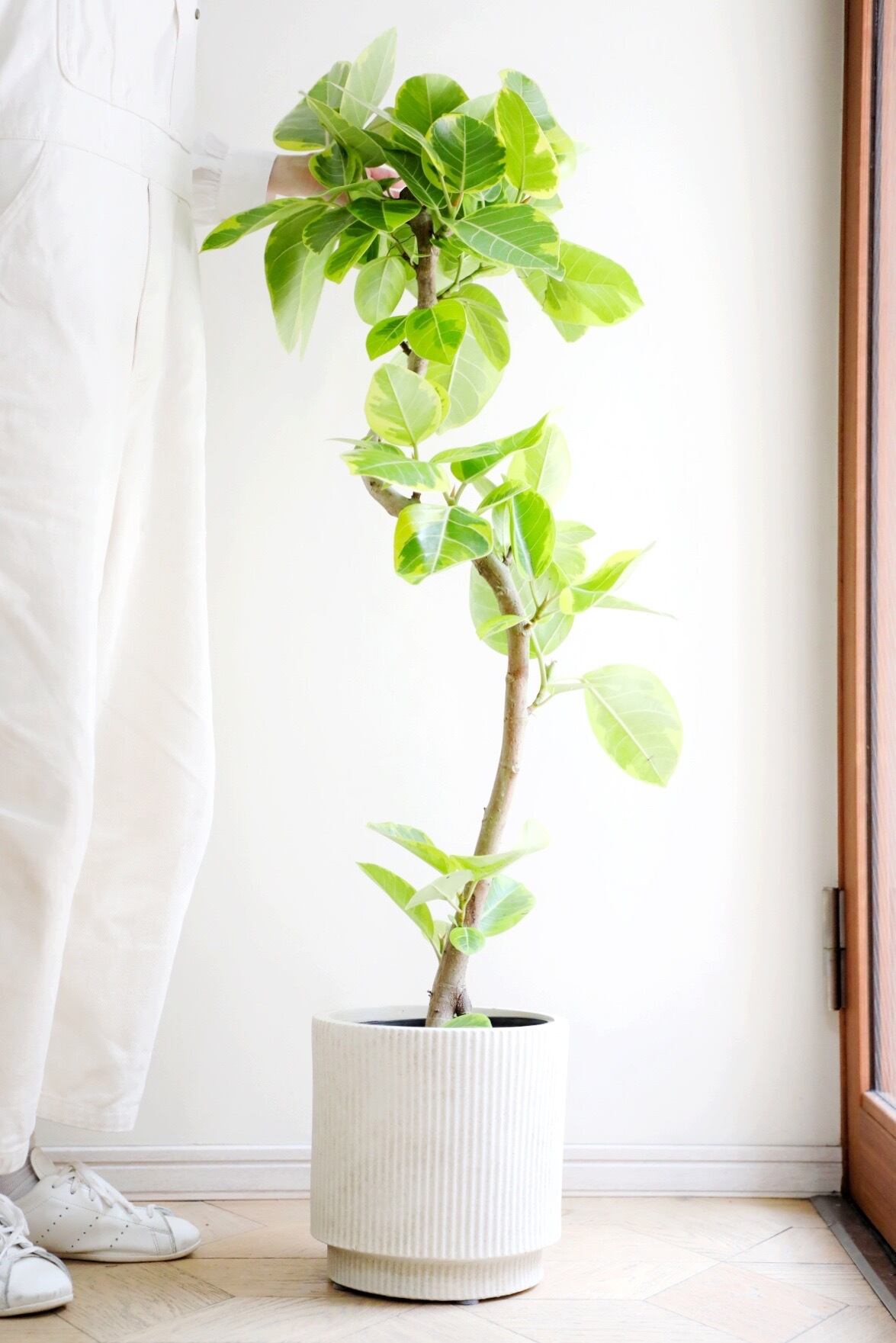 L】フィカス アルテシマ/Ficus Altissima | 【厳選植物・器】MIDORI