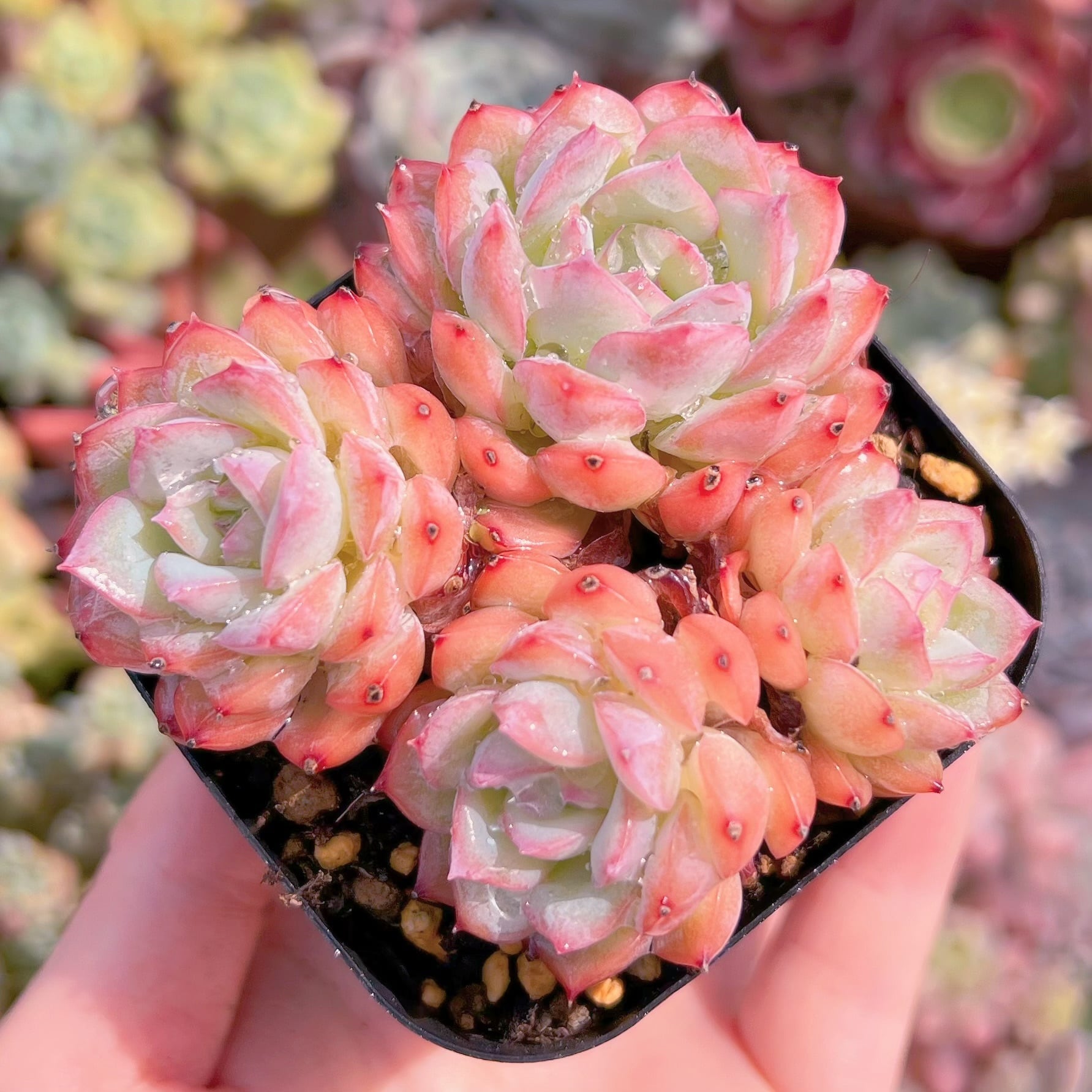 現品　Desert Rose#2217　るる農園