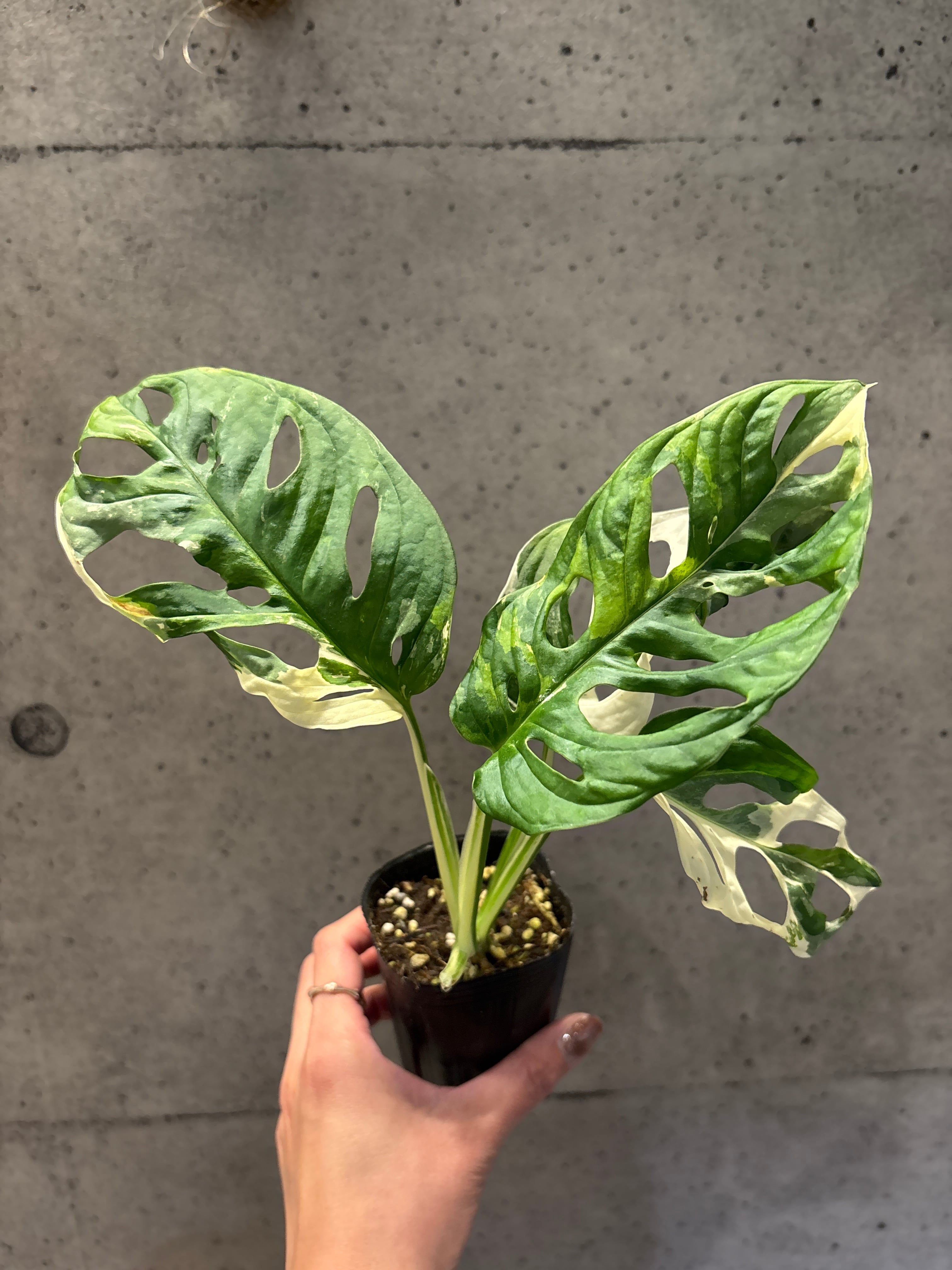 ラビシア オブツシフォリア タートルバック | MIDORIYA 観葉植物専門店