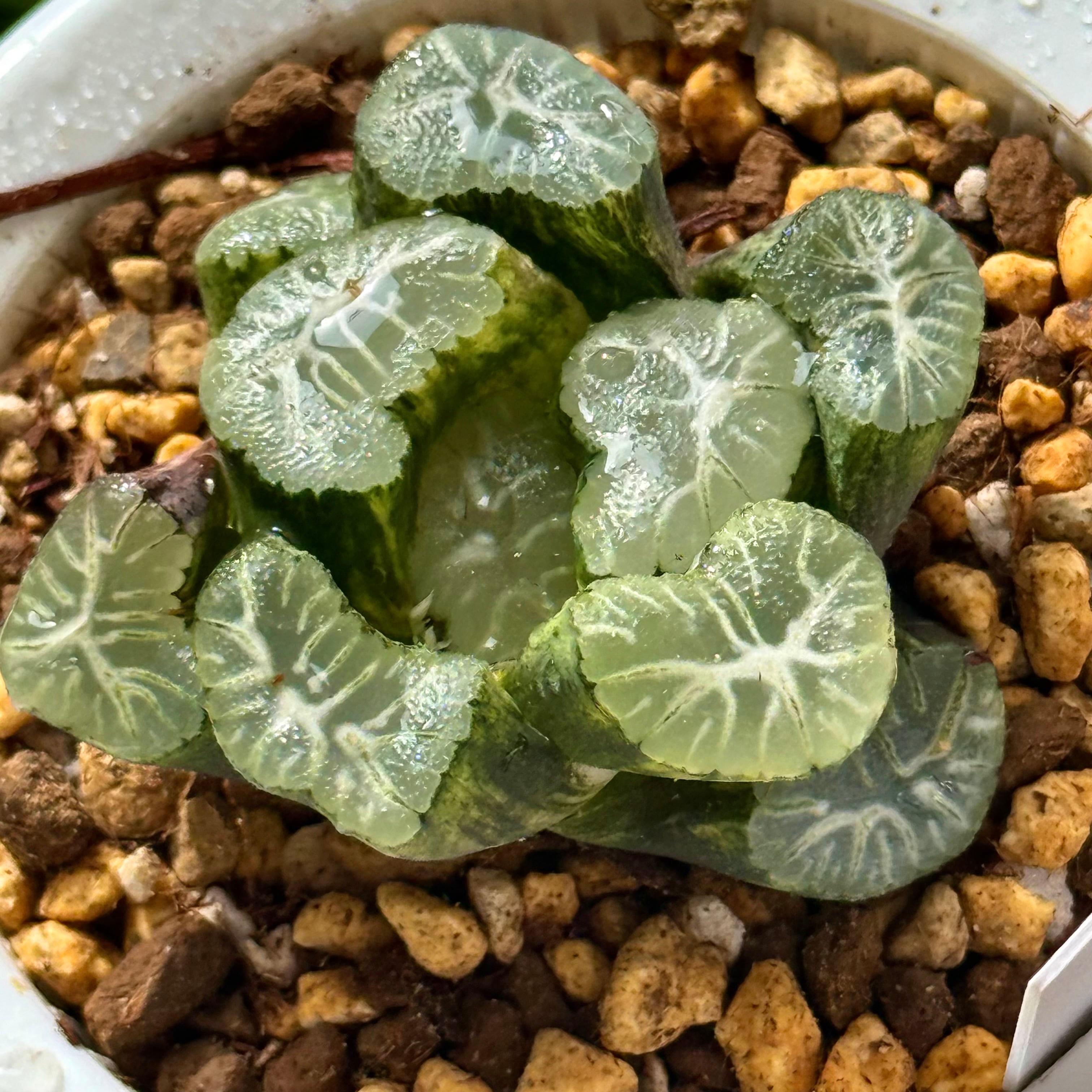 花菱万象錦 B110 | 珍しいハオ楽園