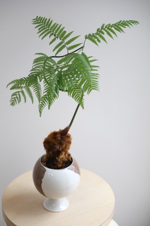 【M】金毛狗-キンモウコウ-/Golden chicken fern