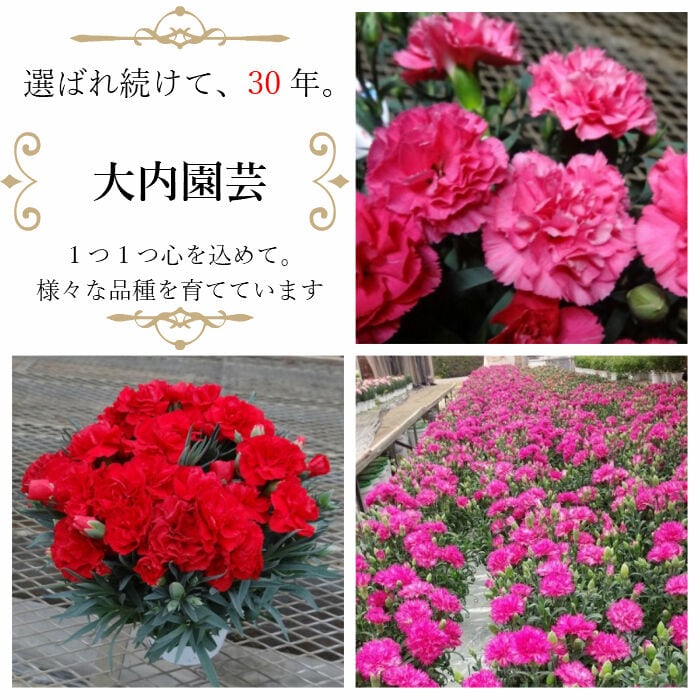 母の日】カーネーション ピンク 5号 | Terakoya NINJA