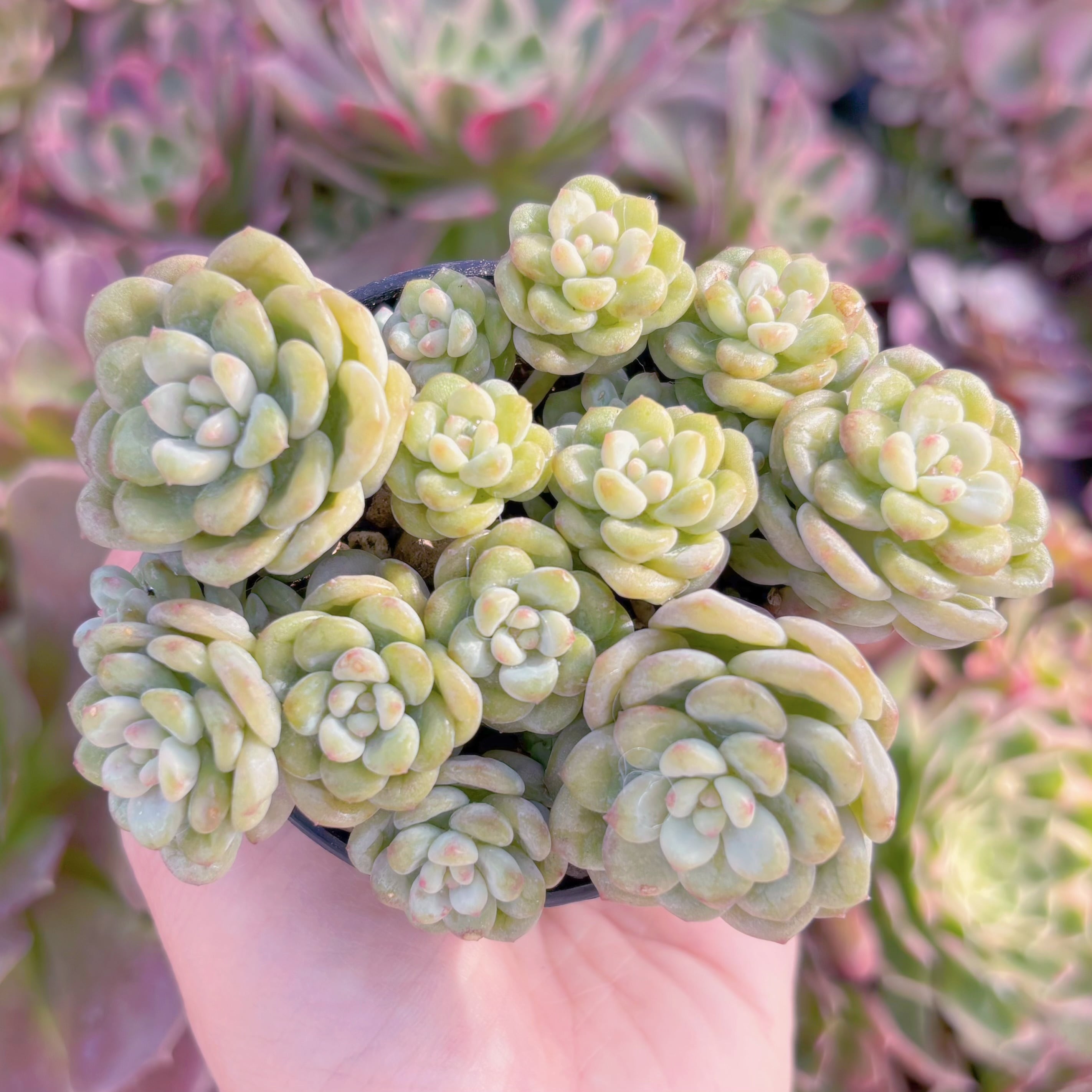 現品　サンシャインローズ#M238　群生　るる農園