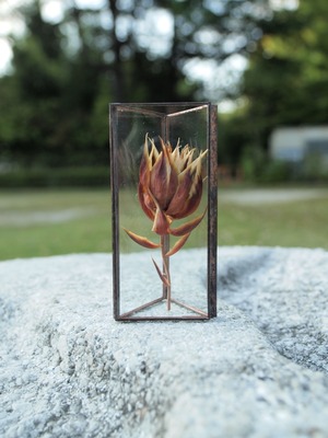 hacomidori 三角植物標本(中) セルリア(purple)【hcm-sh-sr-m-pr】