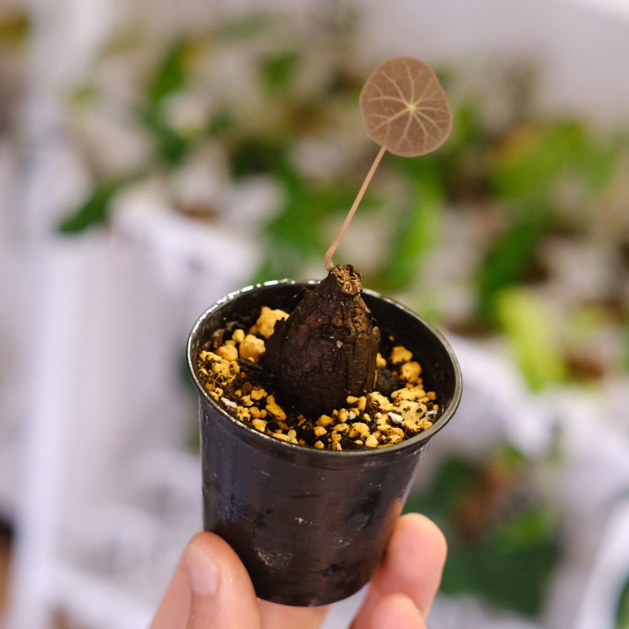 Stephania kaweesakii / ステファニア カウィーサキ㊿/ 観葉植物