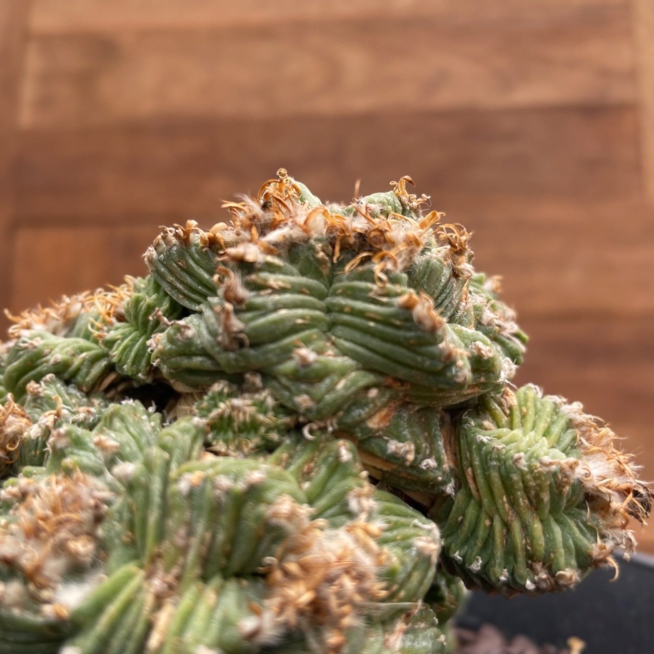 Aztekium ritteri 