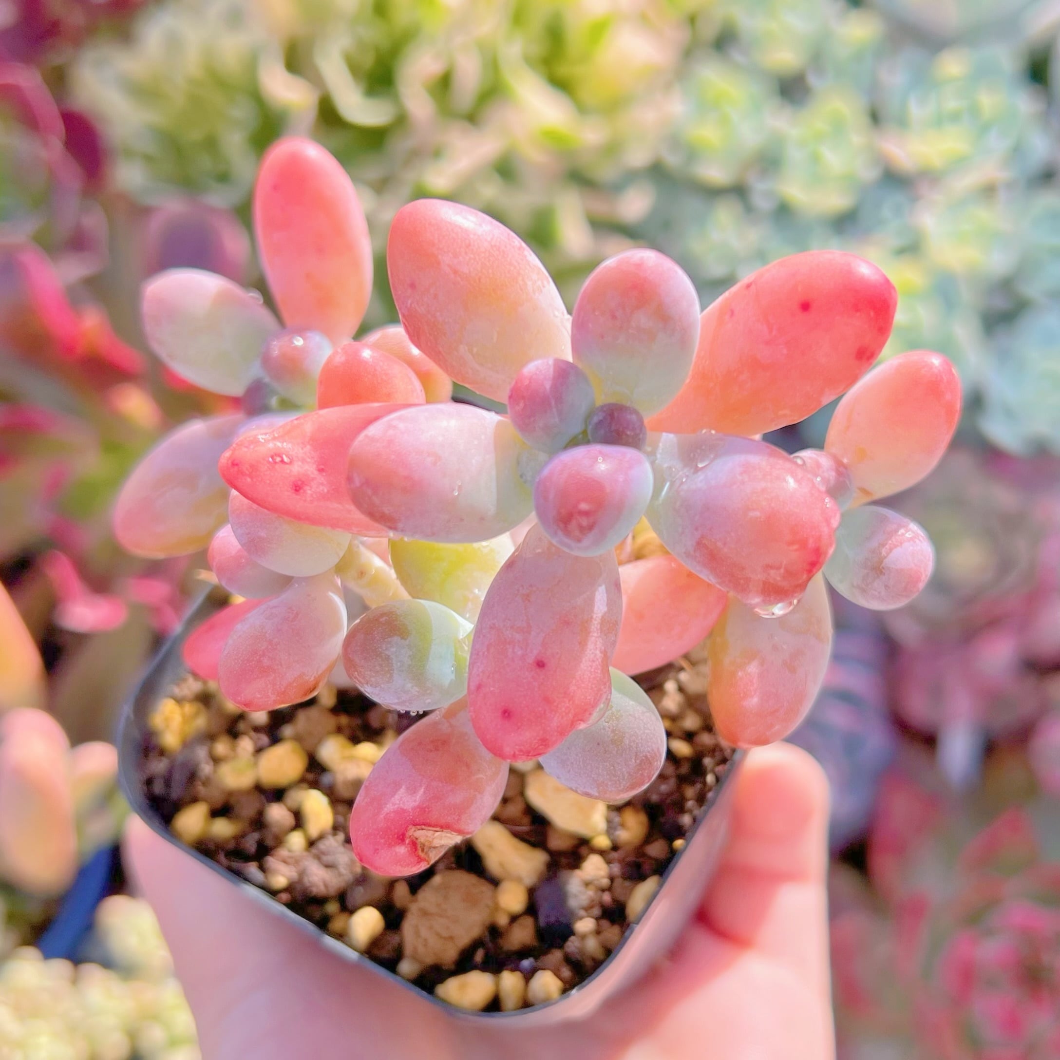 現品　パトリックスター#638   古株　るる農園