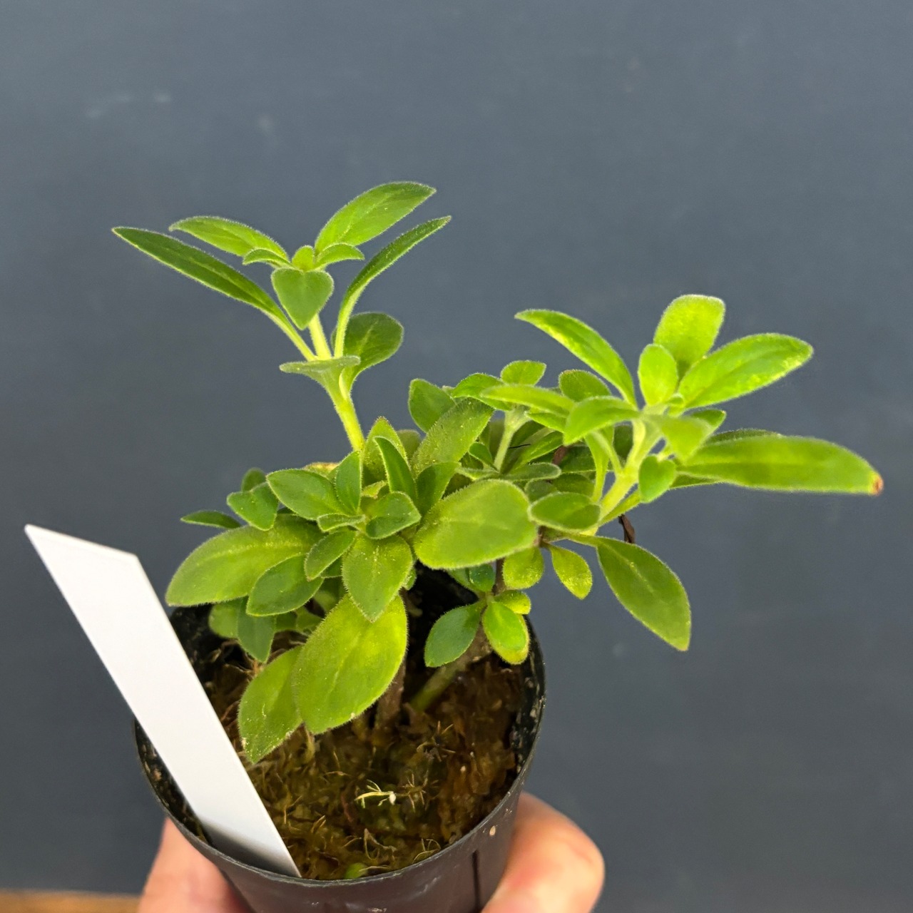 エスキナンサス　アンダーソニー【216】