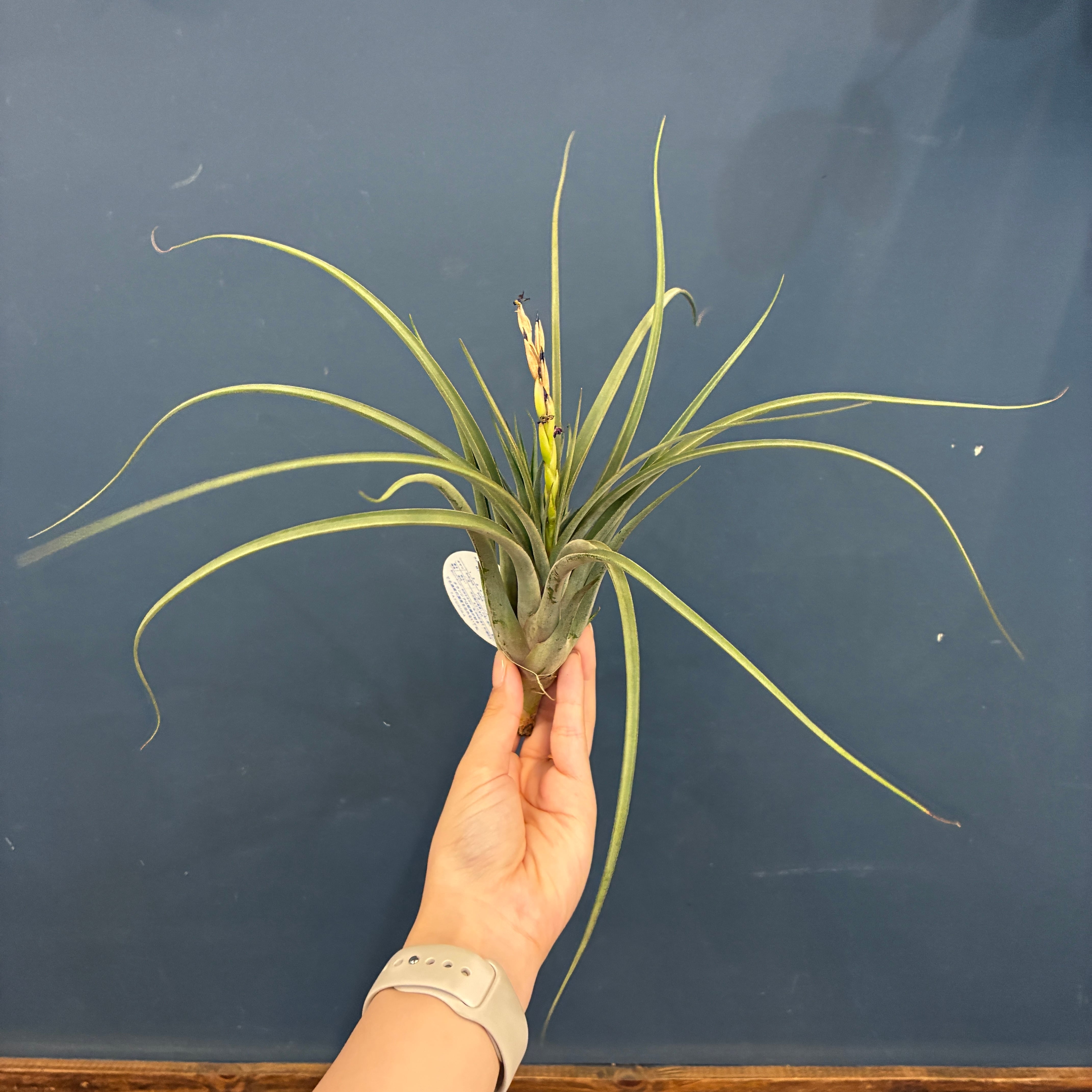 Aechmea disjuncta | PAY ID
