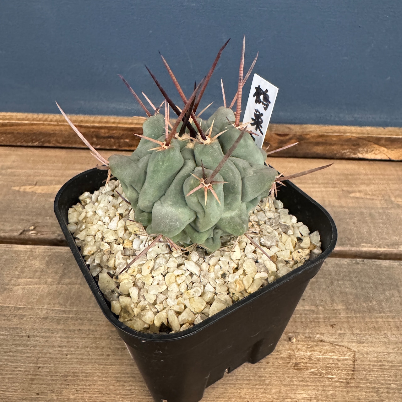 サボテン テロカクタス 鶴巣丸【1029】