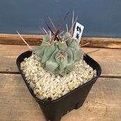 サボテン テロカクタス 鶴巣丸【1029】