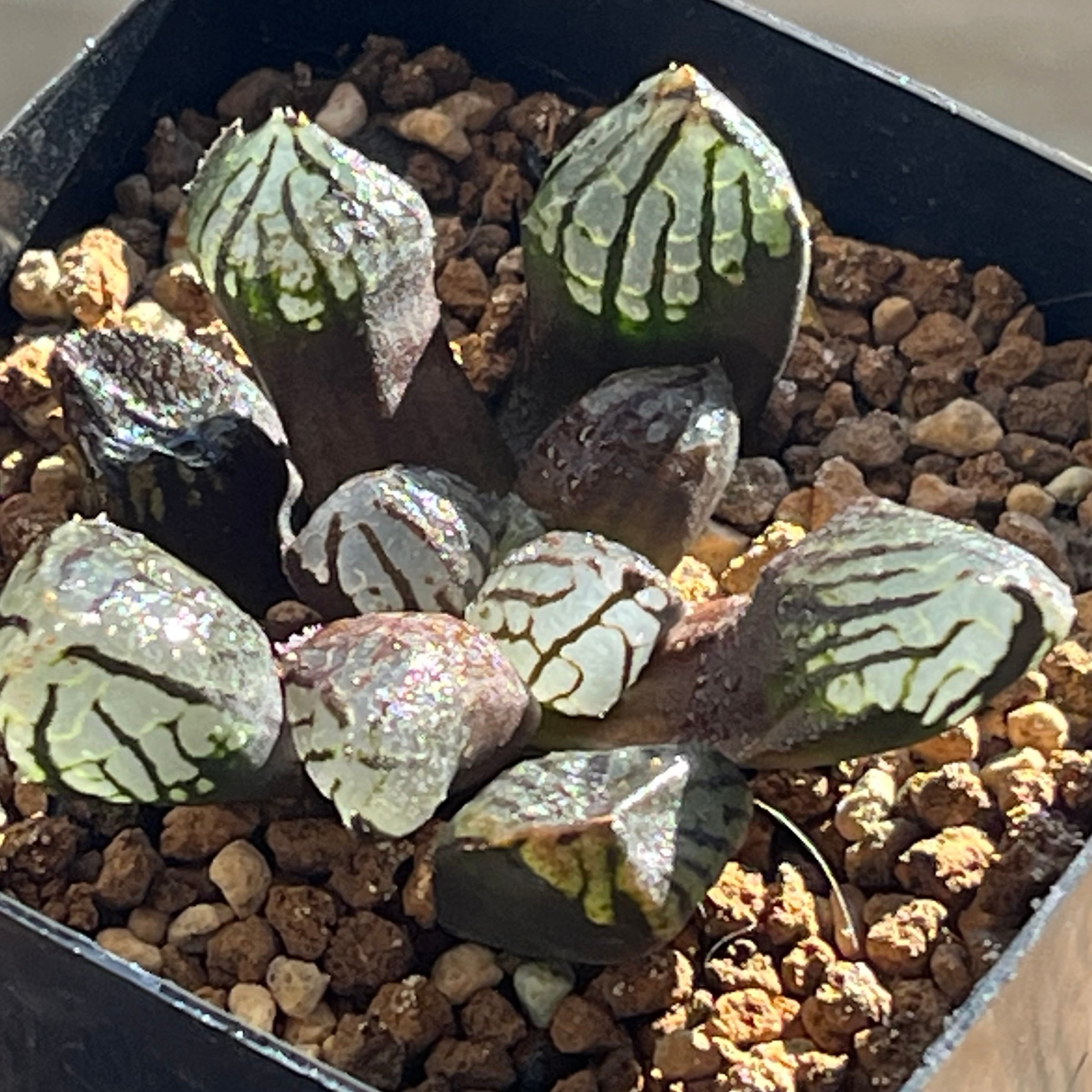 ハオルチア 三仙寿錦 | mocono_plants