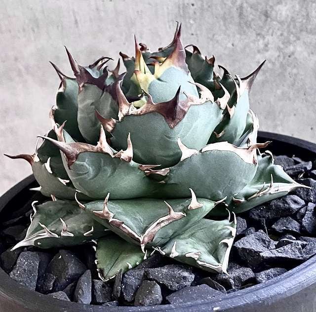植木鉢 ハンドメイド アガベ グラキリス ねばき 植木鉢 ハンドメイド アガベ グラキリス ねばき
